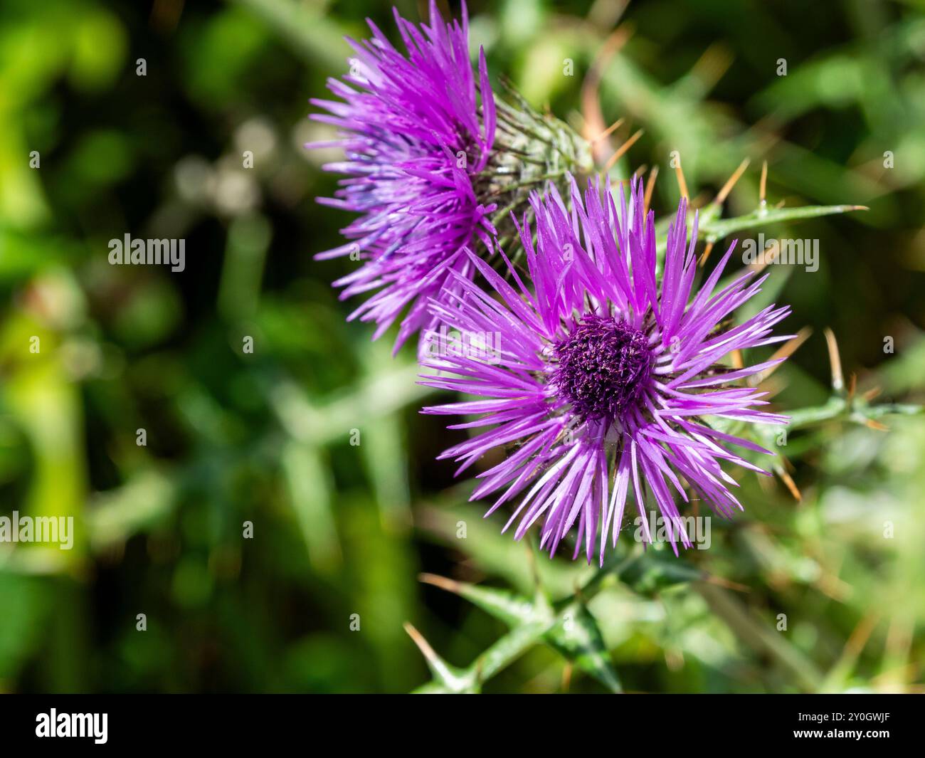 Cardo di latte (Galactites tomentosus) noto anche come cardo di latte in feltro. Preso a Madeira. Foto Stock
