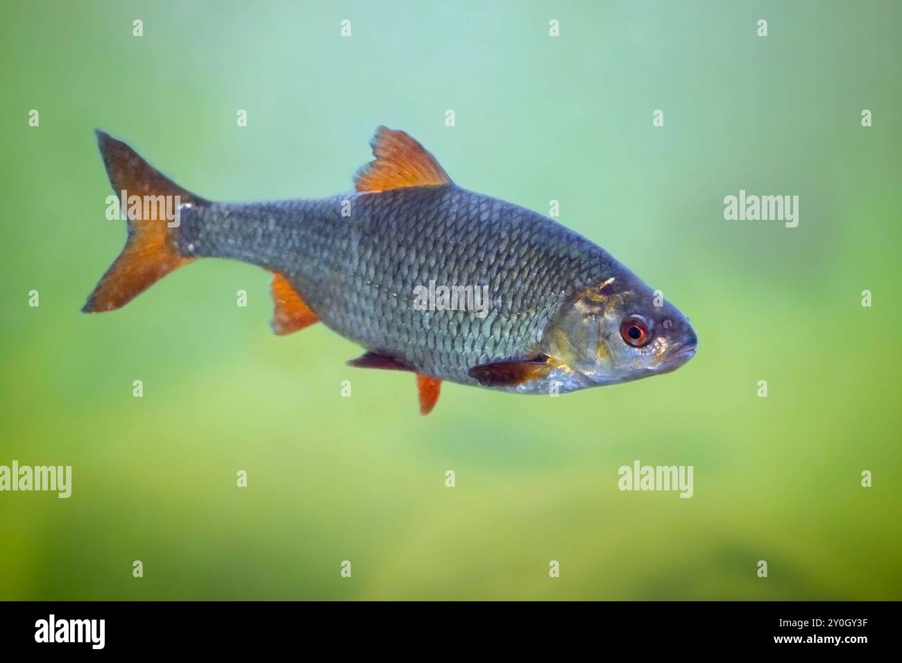 Rutilus roach / ruggito comune (Rutilus rutilus) pesci d'acqua dolce e salmastra che nuotano sott'acqua nel lago, nativo dell'Europa e dell'Asia occidentale Foto Stock