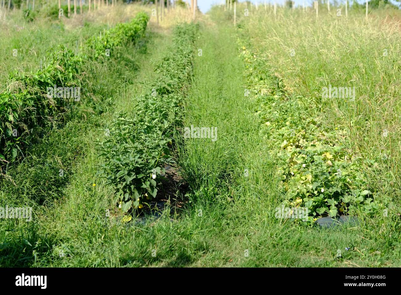 Verdure rigogliose in un'azienda agricola soleggiata con foglie verdi lussureggianti, promettenti raccolti abbondanti di prodotti freschi e biologici per la comunità locale Foto Stock