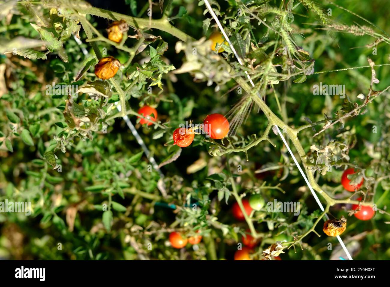 Pianta di pomodoro ciliegino con pomodori maturi e non maturi che crescono sulla vite, alcuni pomodori presentano bucce separate da un'irrigazione eccessiva o incoerente Foto Stock