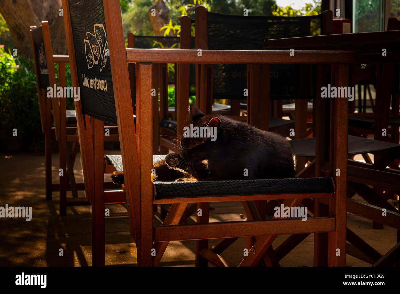 Gatto nero al Centre Zoologic Menorca Foto Stock
