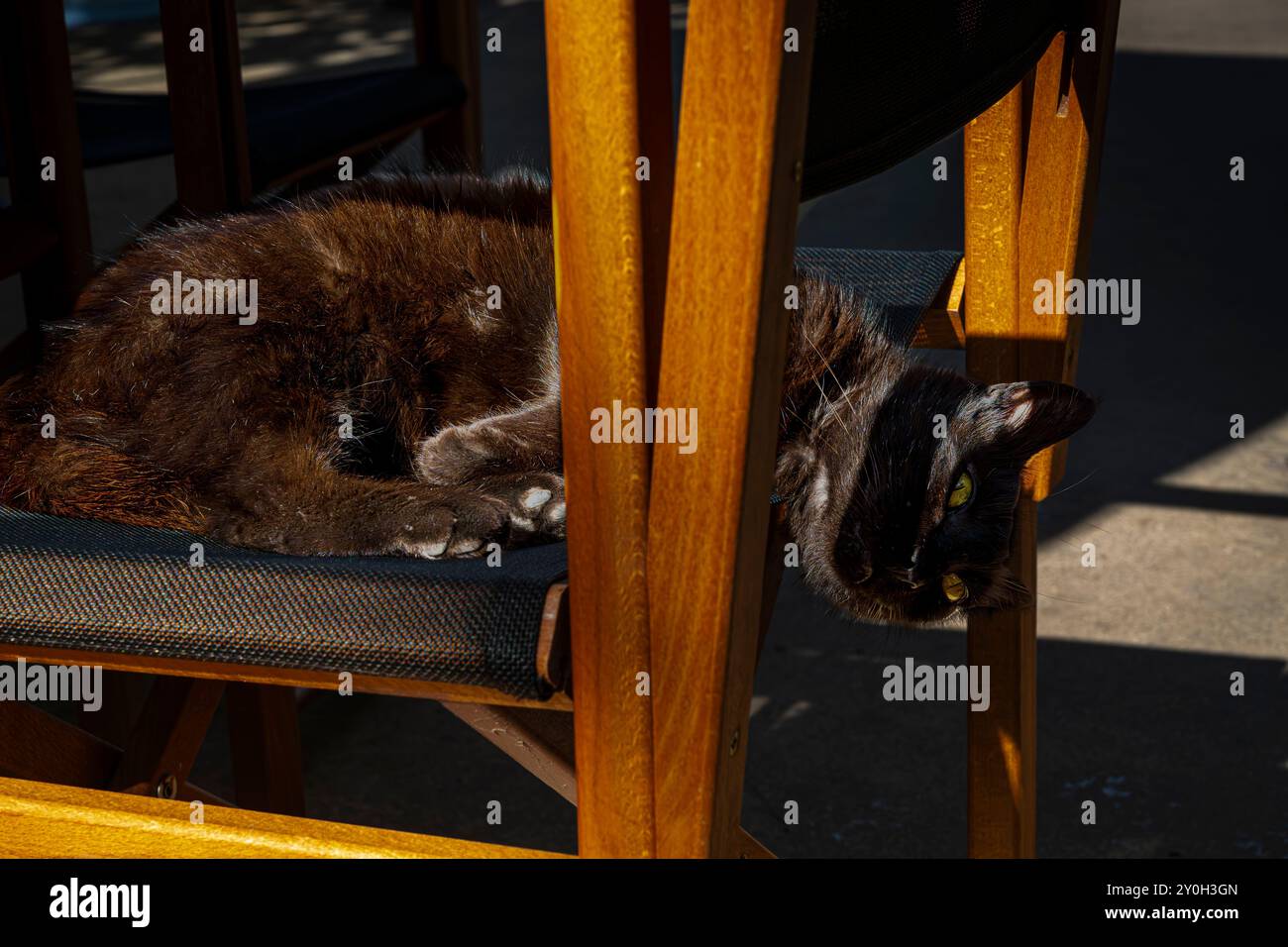 Gatto nero al Centre Zoologic Menorca Foto Stock