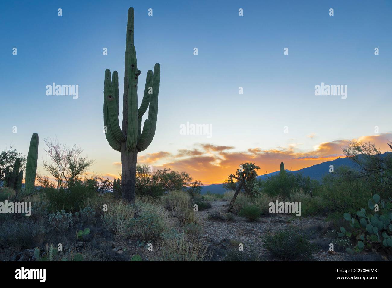 Un grande cactus di saguaro in piedi all'alba nel Saguaro National Park vicino Tucson, Arizona. Foto Stock