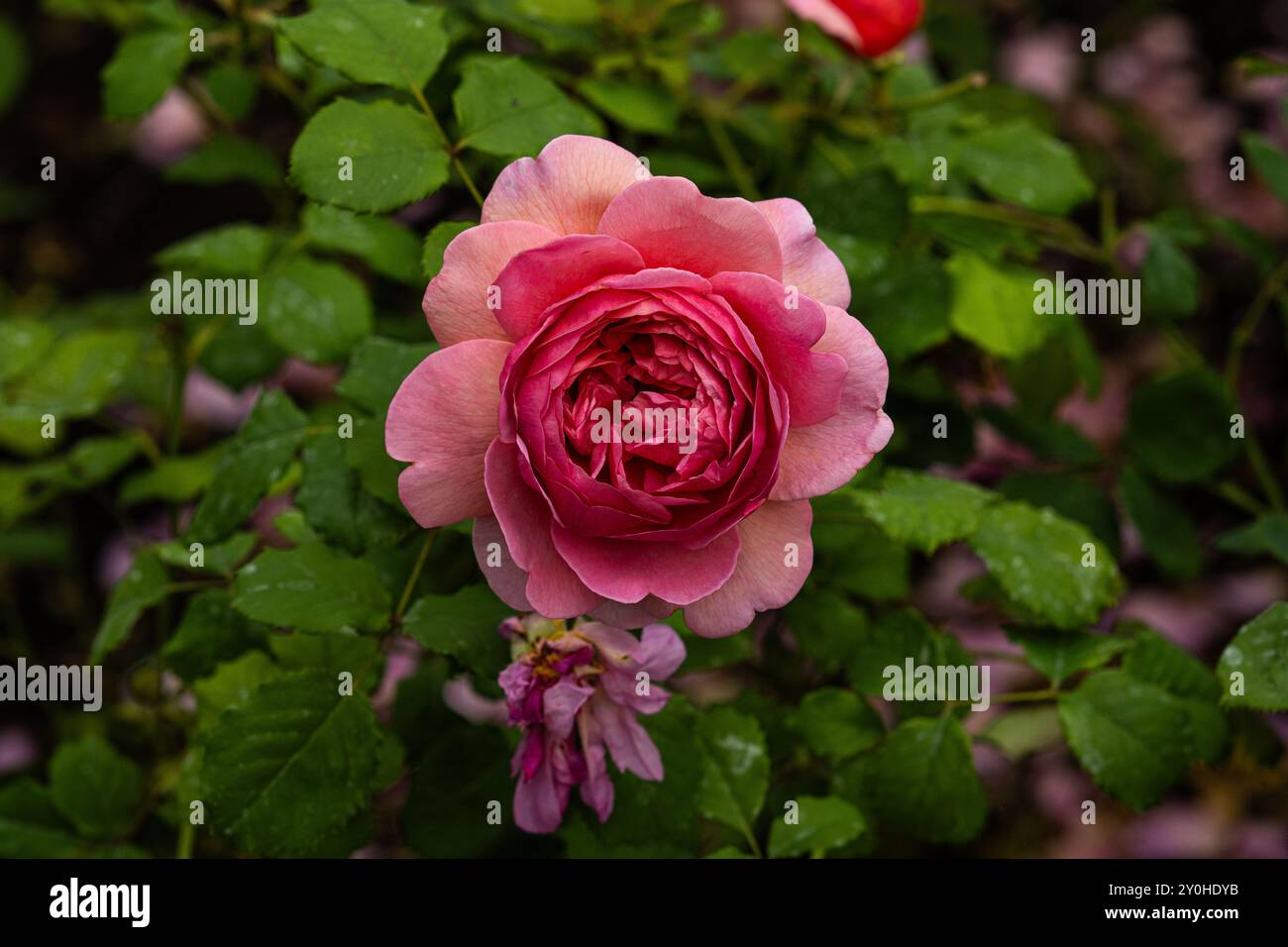 Rosa della varietà "R. Princess Alexandra of Kent" con foglie verdi sul retro create da David Austin Foto Stock