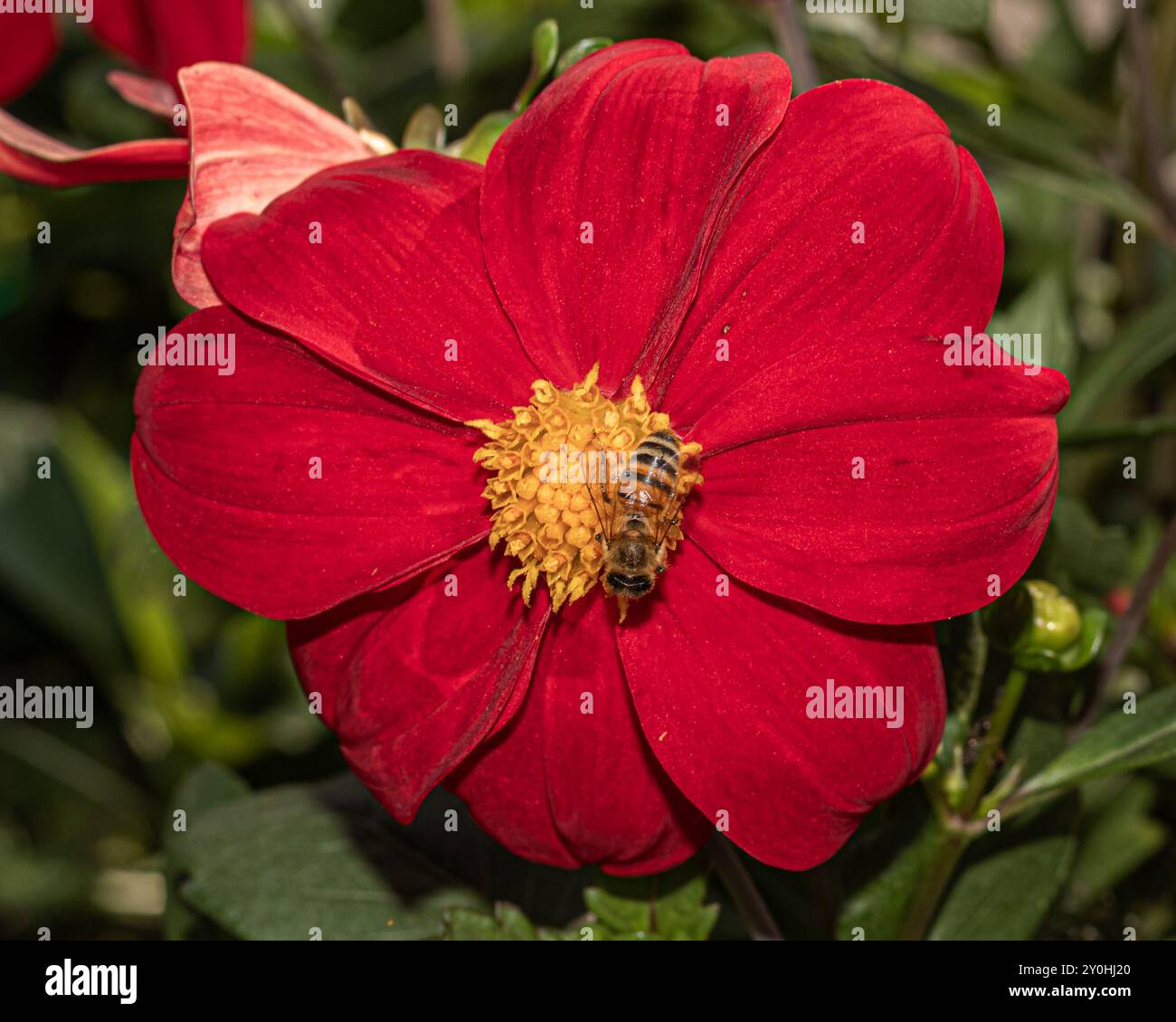 Primo piano di un suggestivo fiore rosso con un'ape al centro, sullo sfondo di una vegetazione lussureggiante, che mette in risalto l'interazione tra la flora A. Foto Stock