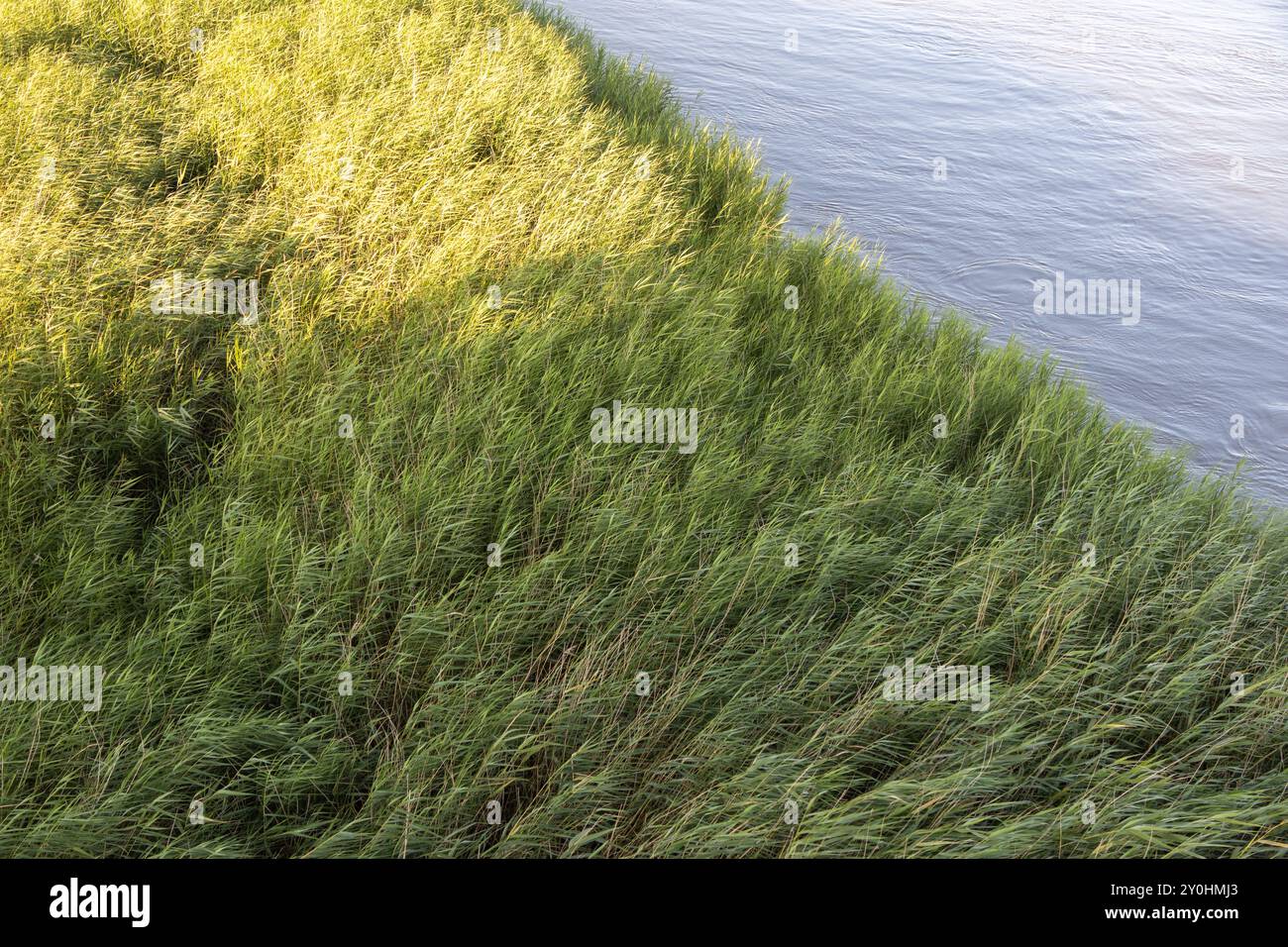 Erba verde che cresce vicino all'acqua, soffia leggermente in una brezza estiva Foto Stock