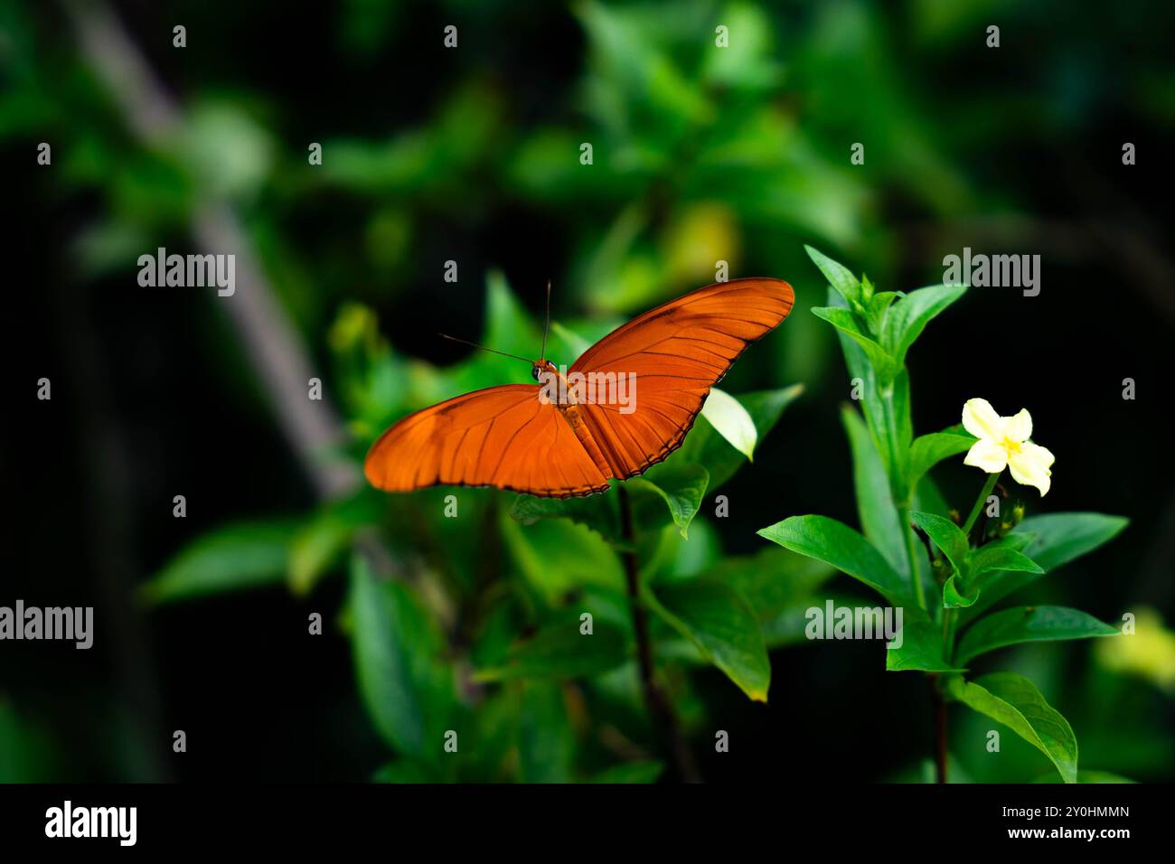 diffondere la bellezza come un pavone Foto Stock