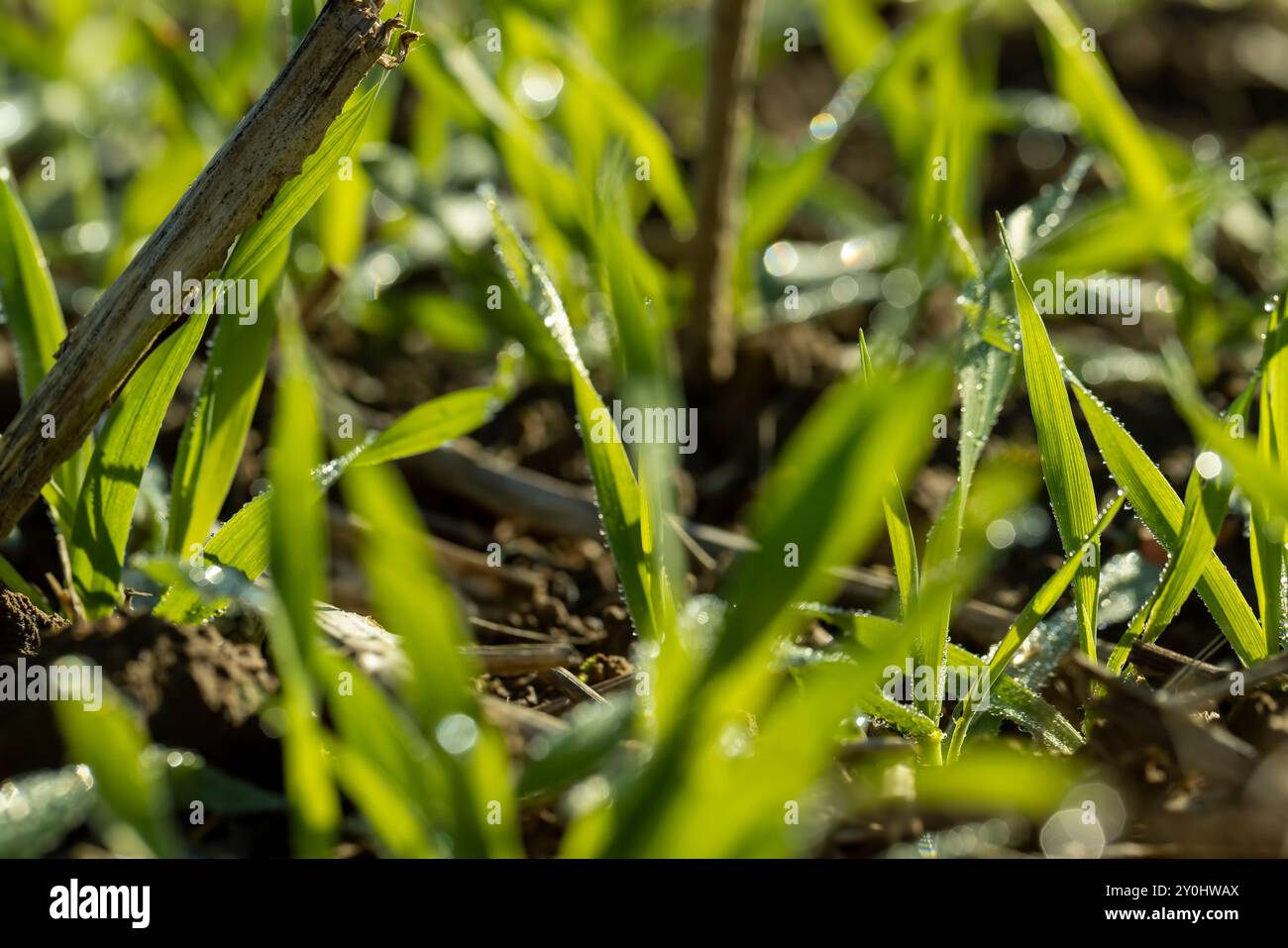 Varietà di grano invernale coperta da gocce di rugiada dopo gelo, grano fresco verde in campo in autunno Foto Stock