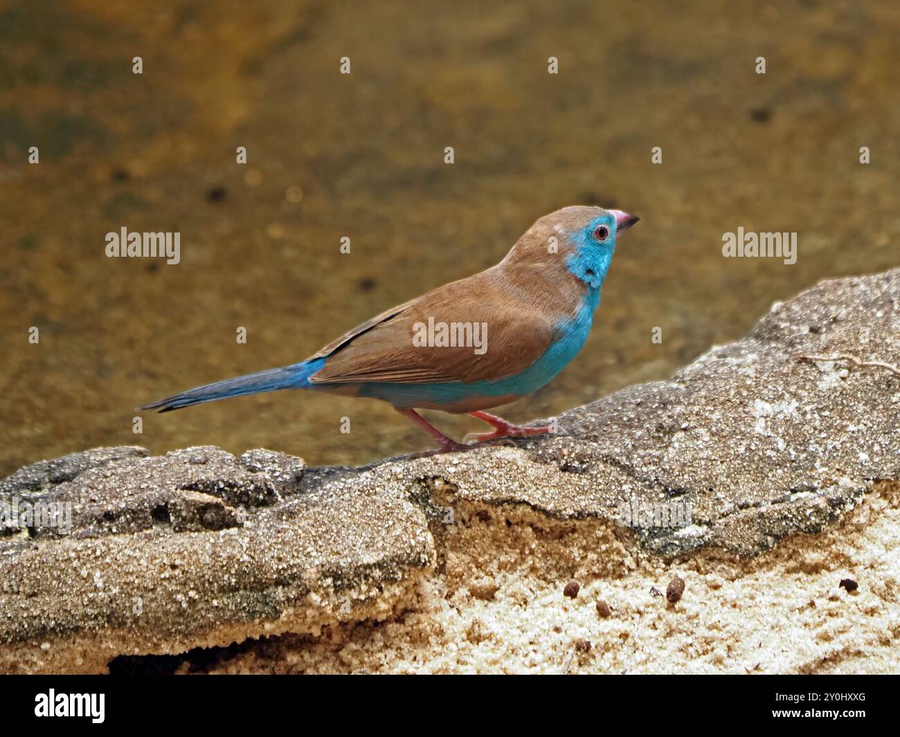 Femmina Cordon-bleu dalle guance rosse (Uraeginthus bengalus) sulla roccia a bordo piscina nel Parco Nazionale di Nyerere, Tanzania, Africa Foto Stock