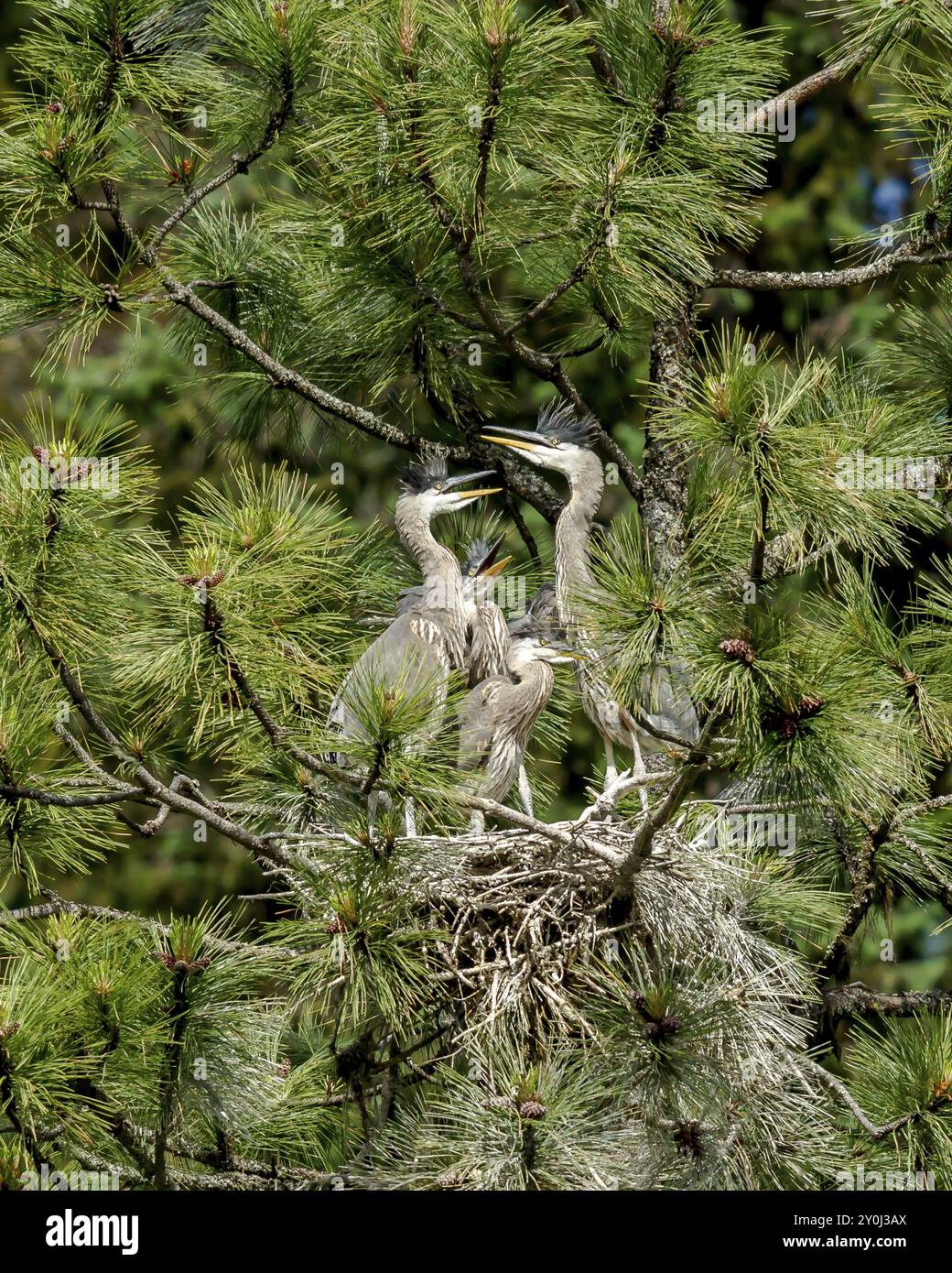 Aironi in un nido con i loro becchi si aprono nel nord dell'Idaho Foto Stock