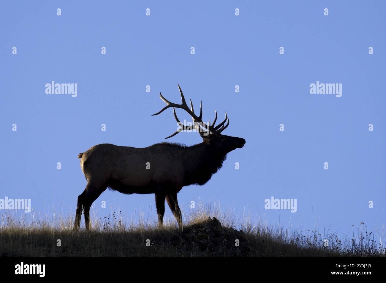 La silhouette di un alce grande con palchi in cima a una collina contro un cielo blu nel Montana occidentale Foto Stock