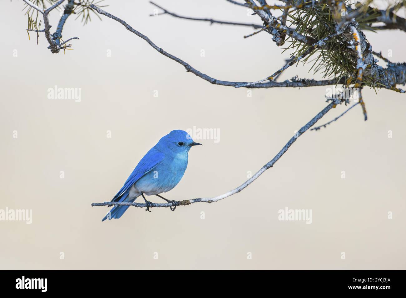 Un uccello rosso di montagna maschile è arroccato su un ramoscello nel Farragut State Park, nell'Idaho settentrionale Foto Stock