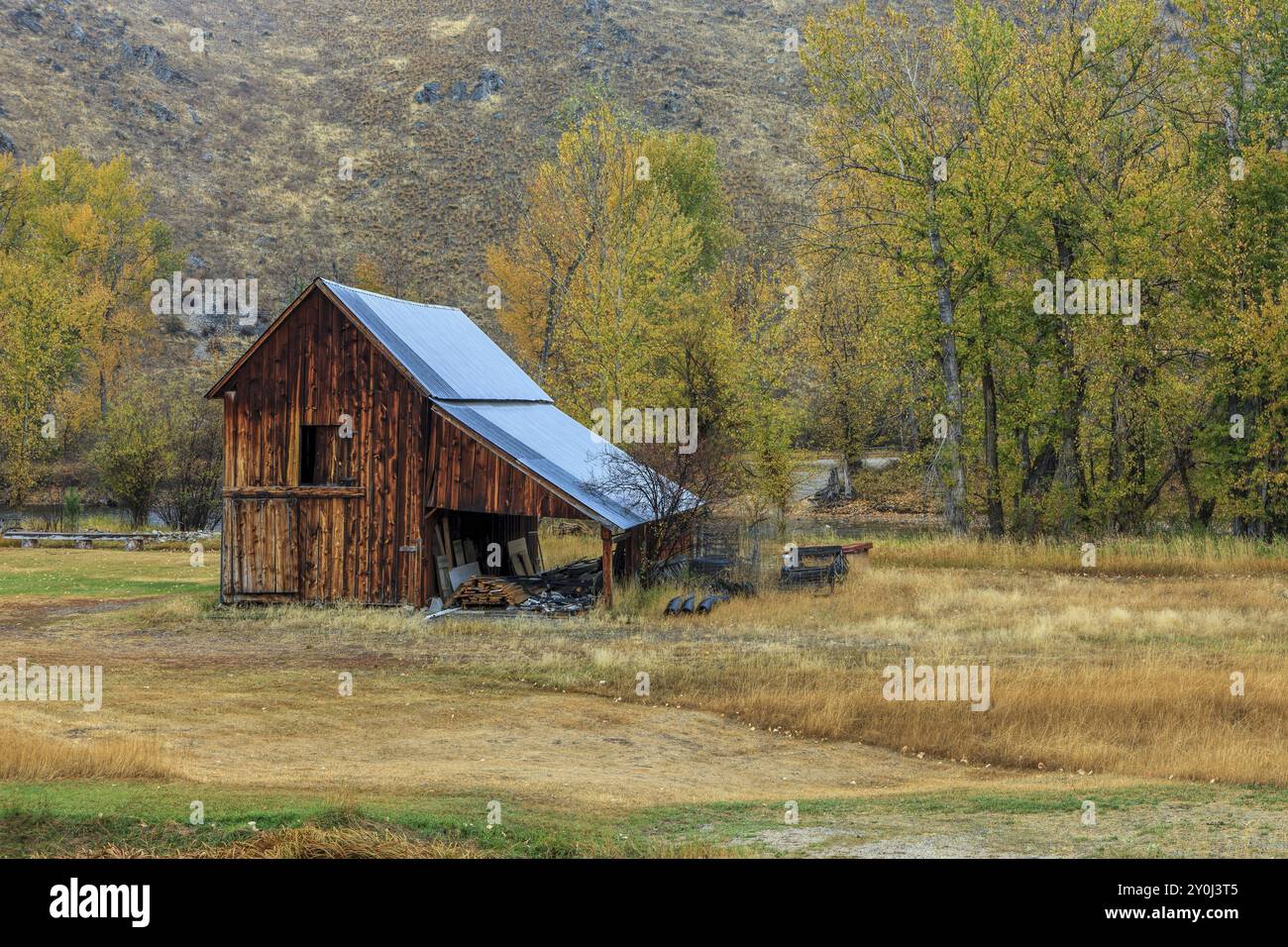 Un vecchio fienile di alberi ingiallibili in autunno nel Montana occidentale Foto Stock