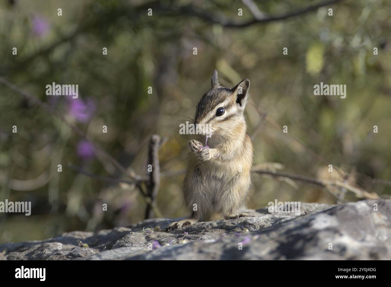 Un simpatico chipmunk sorge su una grande roccia al Farragut State Park, nell'Idaho settentrionale Foto Stock