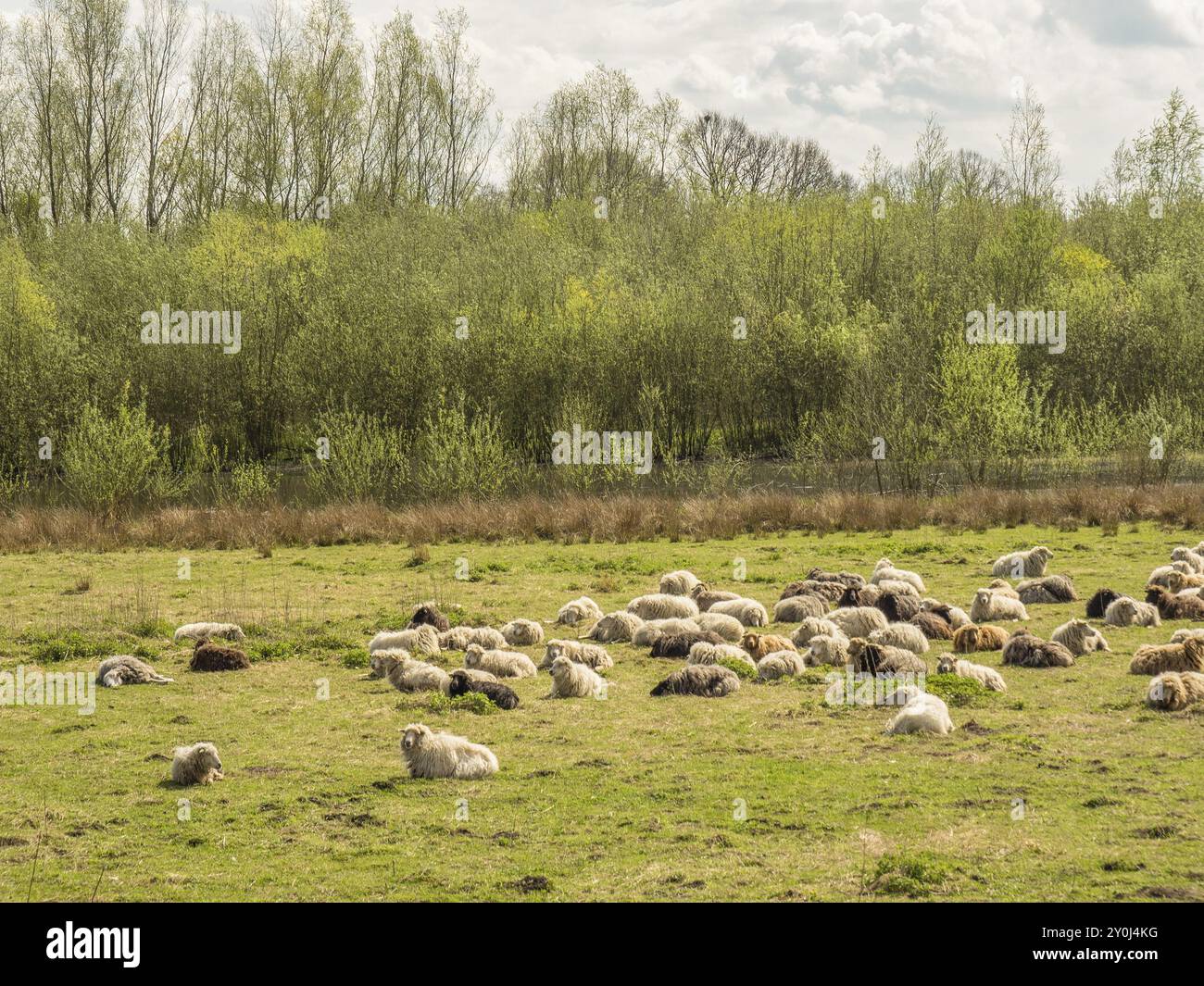 Pecore che riposano in un prato vicino a una fitta foresta con il tempo calmo, Eibergen, Gheldria, Paesi Bassi Foto Stock