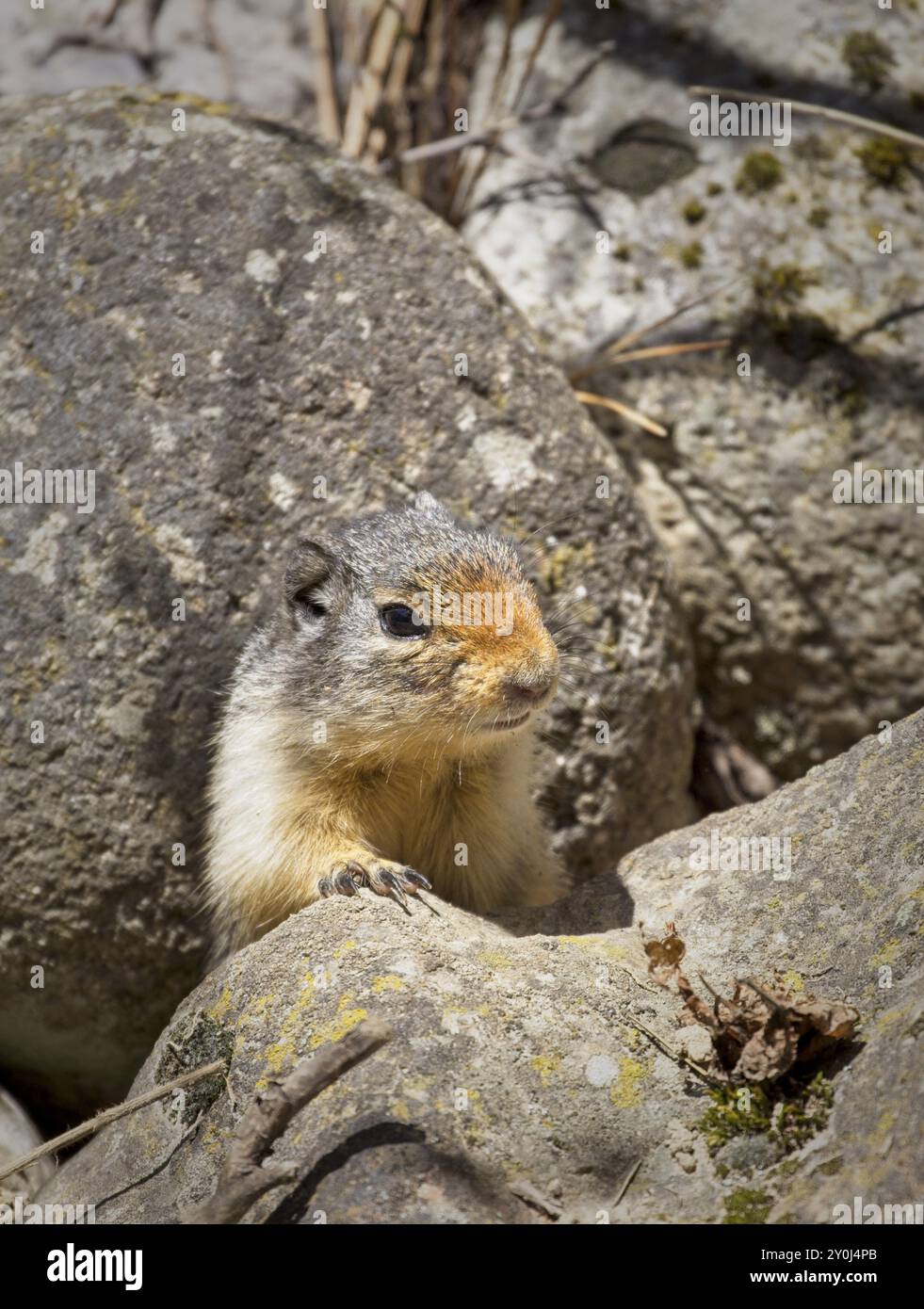 Un simpatico scoiattolo colombiano sgorga da dietro una roccia al Farragut State Park, nell'Idaho settentrionale Foto Stock