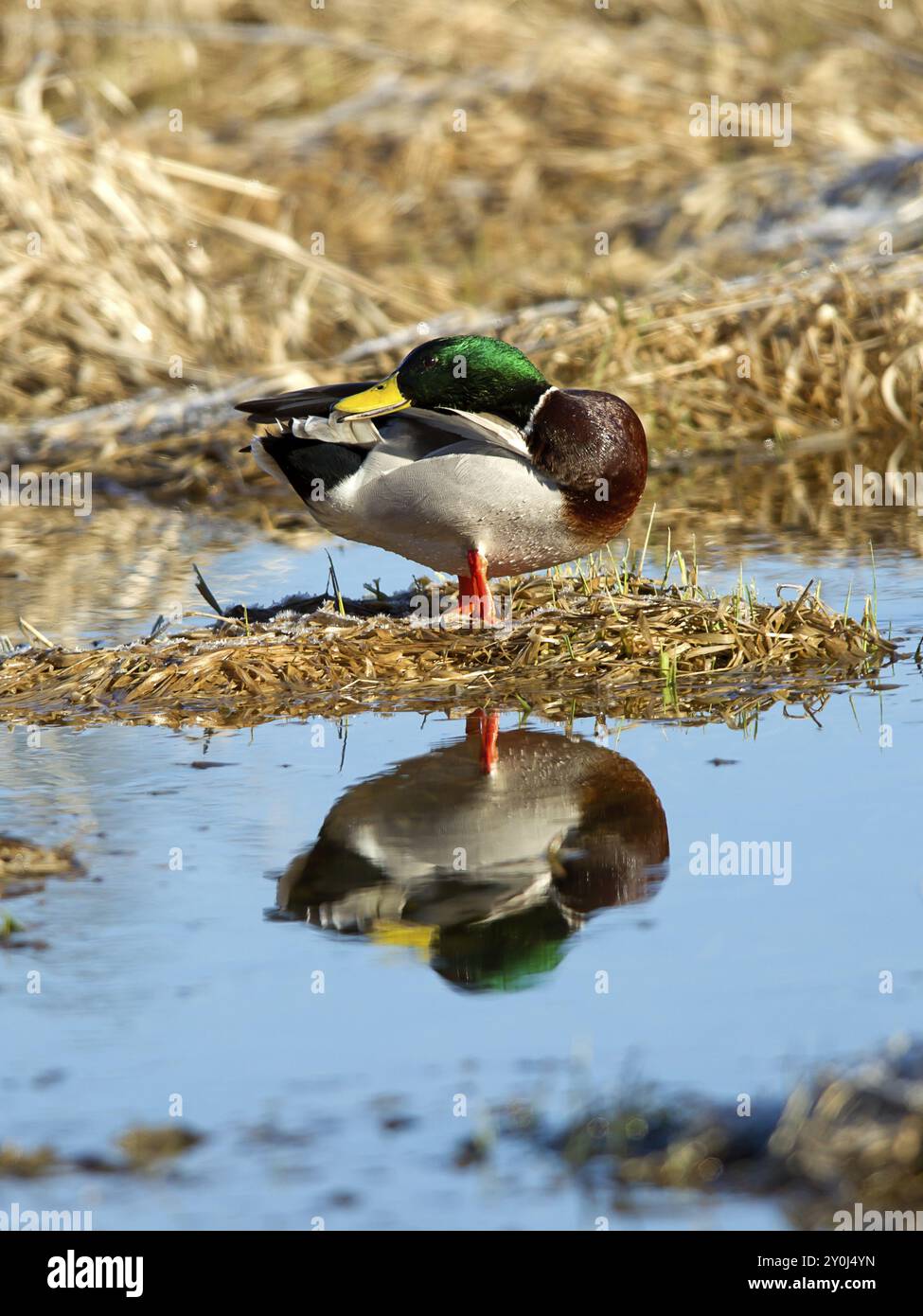 Un Mallard maschio è arroccato su un ammasso di terra e getta una rigogliosa nell'acqua Foto Stock