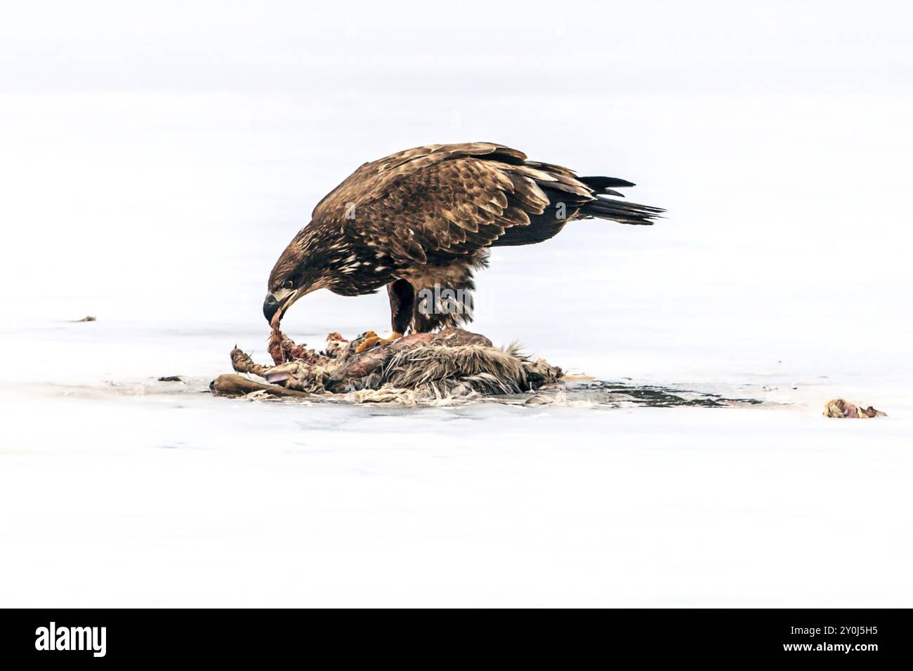 Un bellissimo falco dalle spalle rosse sta mangiando da un animale morto sul lago Hauser congelato in Idaho Foto Stock