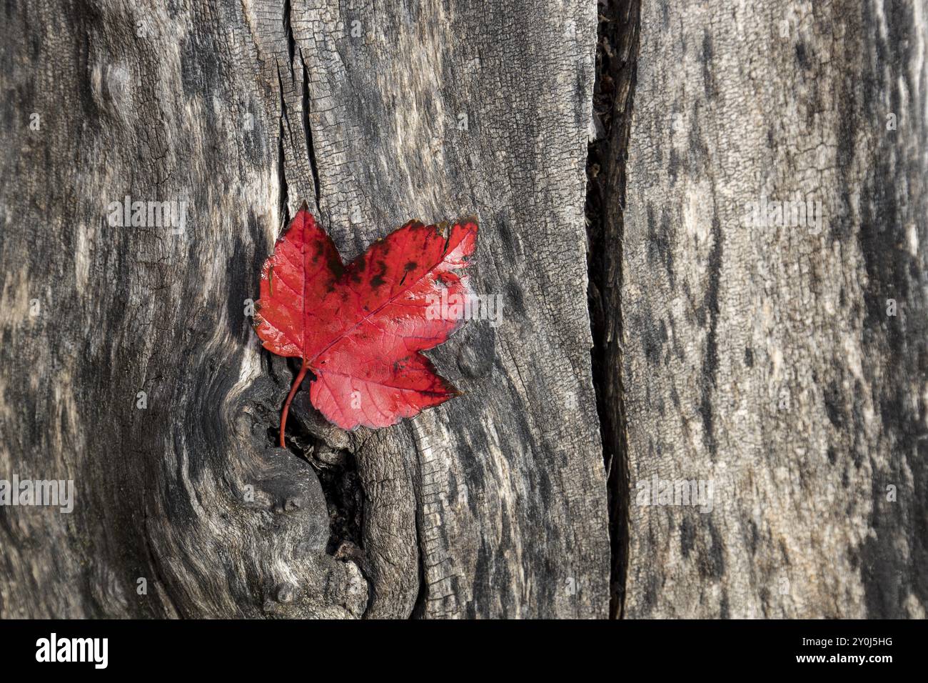 Una foglia rossa in autunno giace su un tronco d'albero al Finch Arboretum, a Spokane, Washington USA Foto Stock