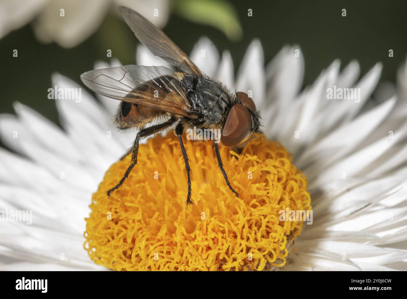 Mosca con scudo d'oro (Phasia aurigera), donna su un immortelle bianco (Xerochrysum bracteatum) con centro giallo, fotografia macro, Baden-Wuerttemberg, Ger Foto Stock