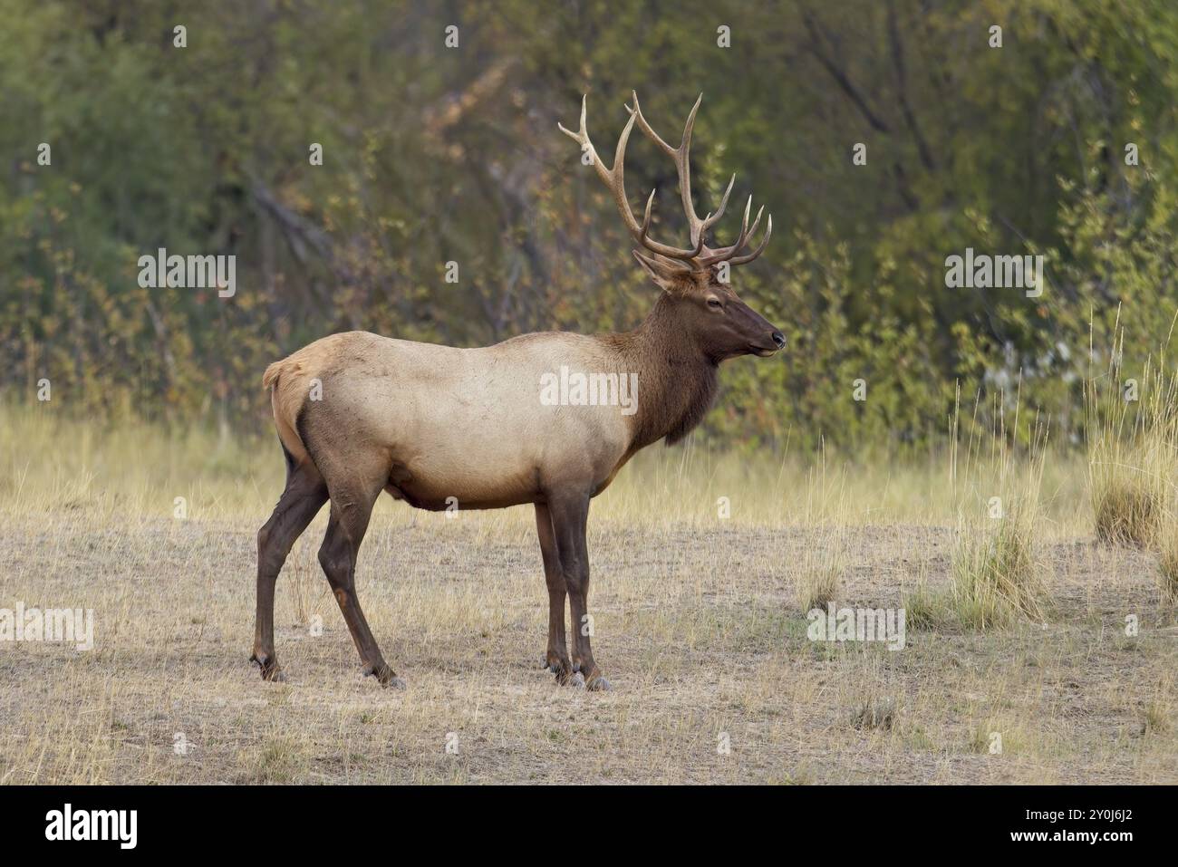 Un grosso alce toro in un'area aperta di una foresta nel Montana occidentale Foto Stock