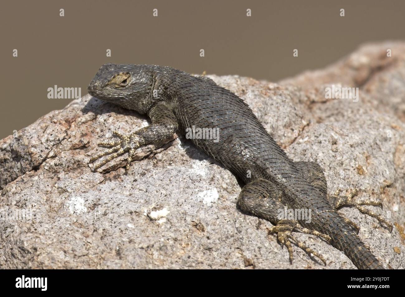 Una piccola lucertola prende il sole su una roccia nella giornata calda vicino a Buhle, Idaho Foto Stock