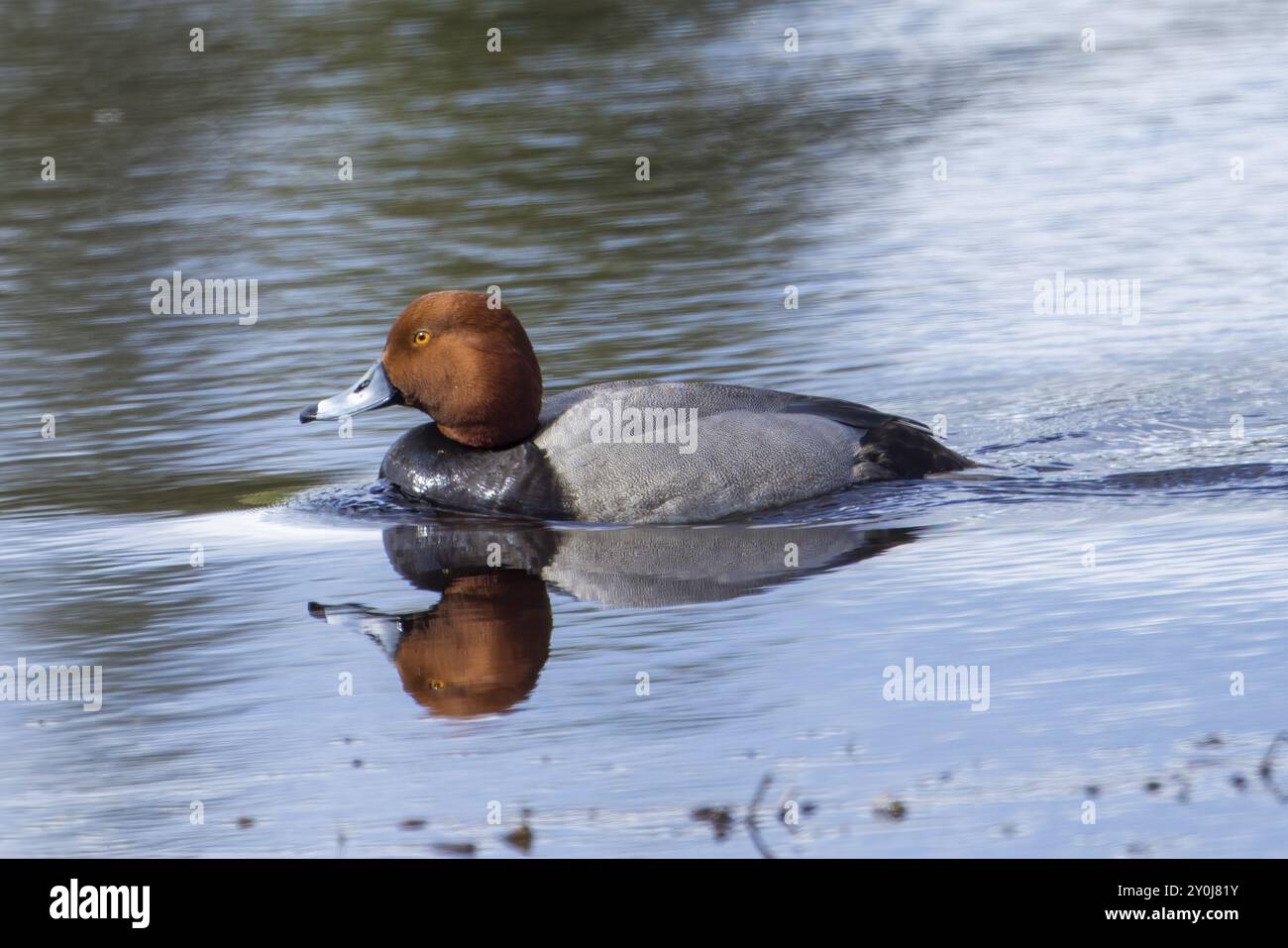 Un'anatra rossa nuota in uno stagno vicino al lago Hauser, Idaho Foto Stock