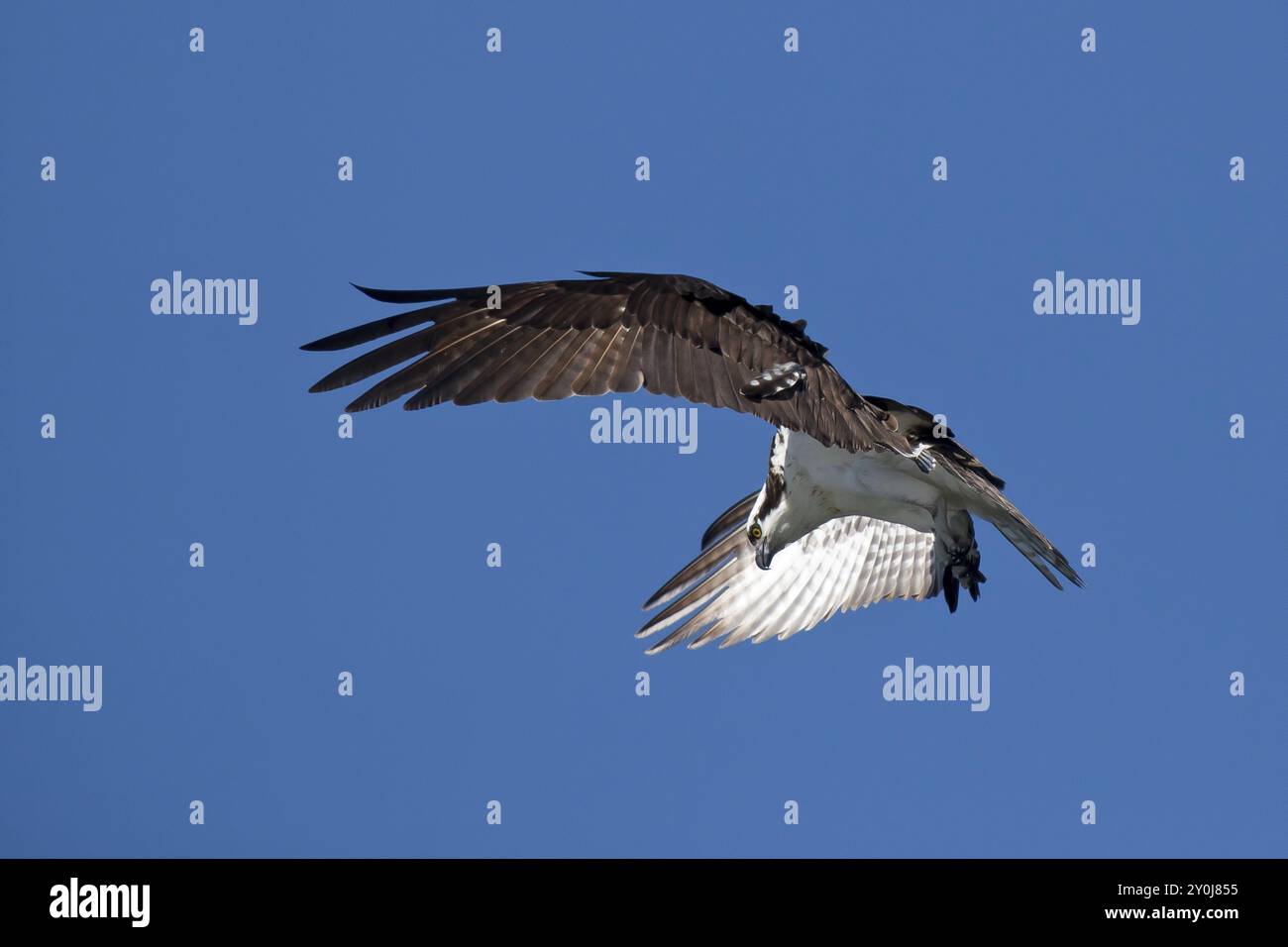 Un falco pescatore si innalza nel cielo azzurro del lago Fernan nell'Idaho settentrionale alla ricerca di cibo Foto Stock