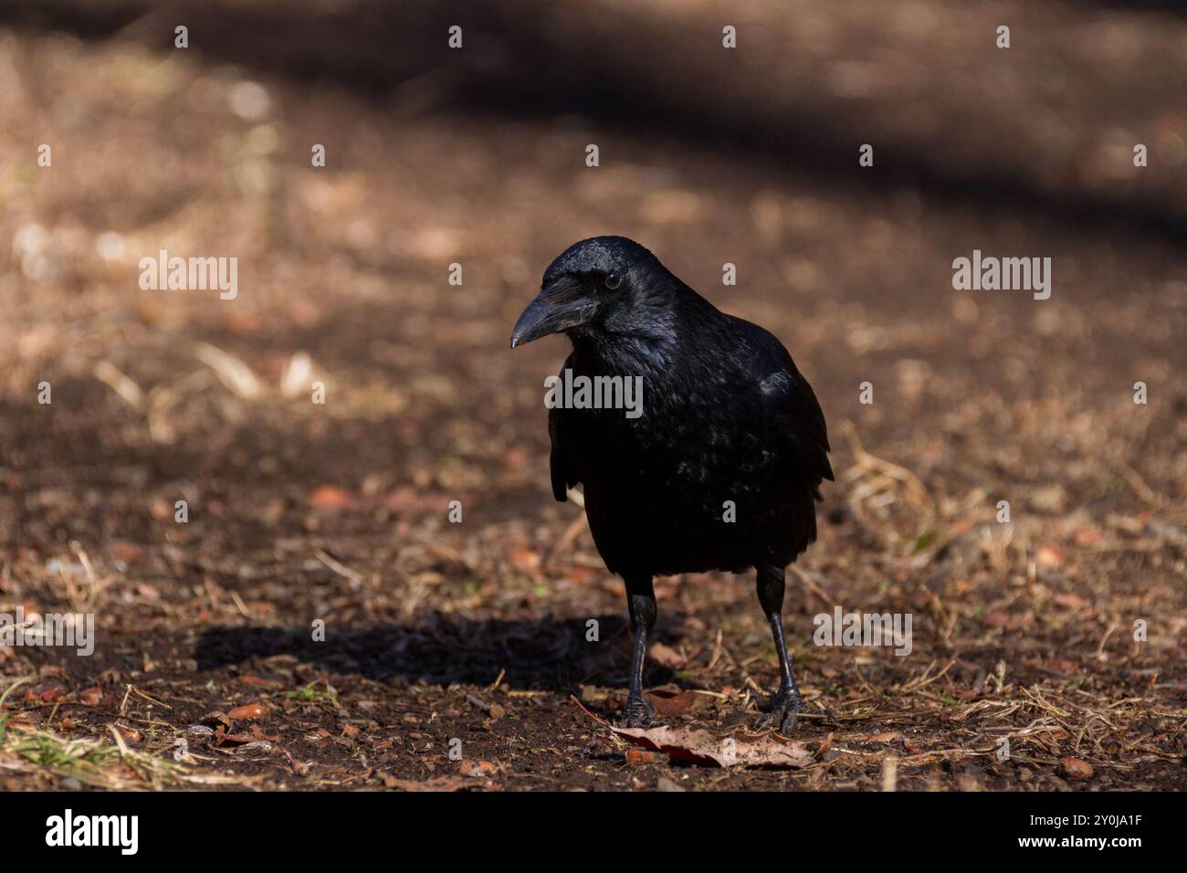 Un corvo a becco grosso (Corvus macrorhynchos japonensis) sul terreno in un parco a Kanagawa, in Giappone. Foto Stock