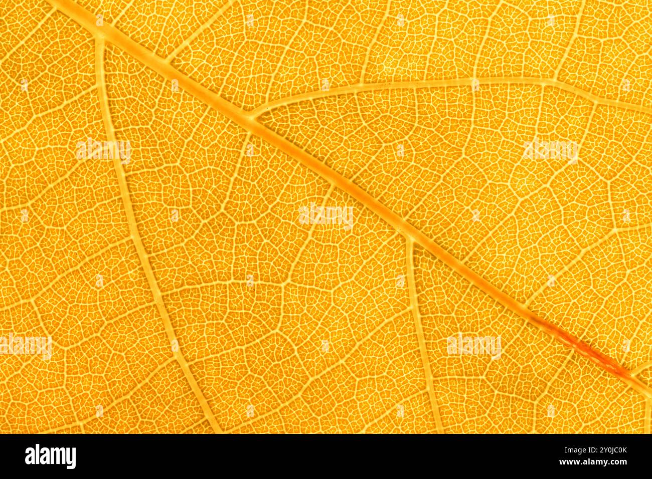 Primo piano vene midrib foglie cellule struttura gialla Foto Stock