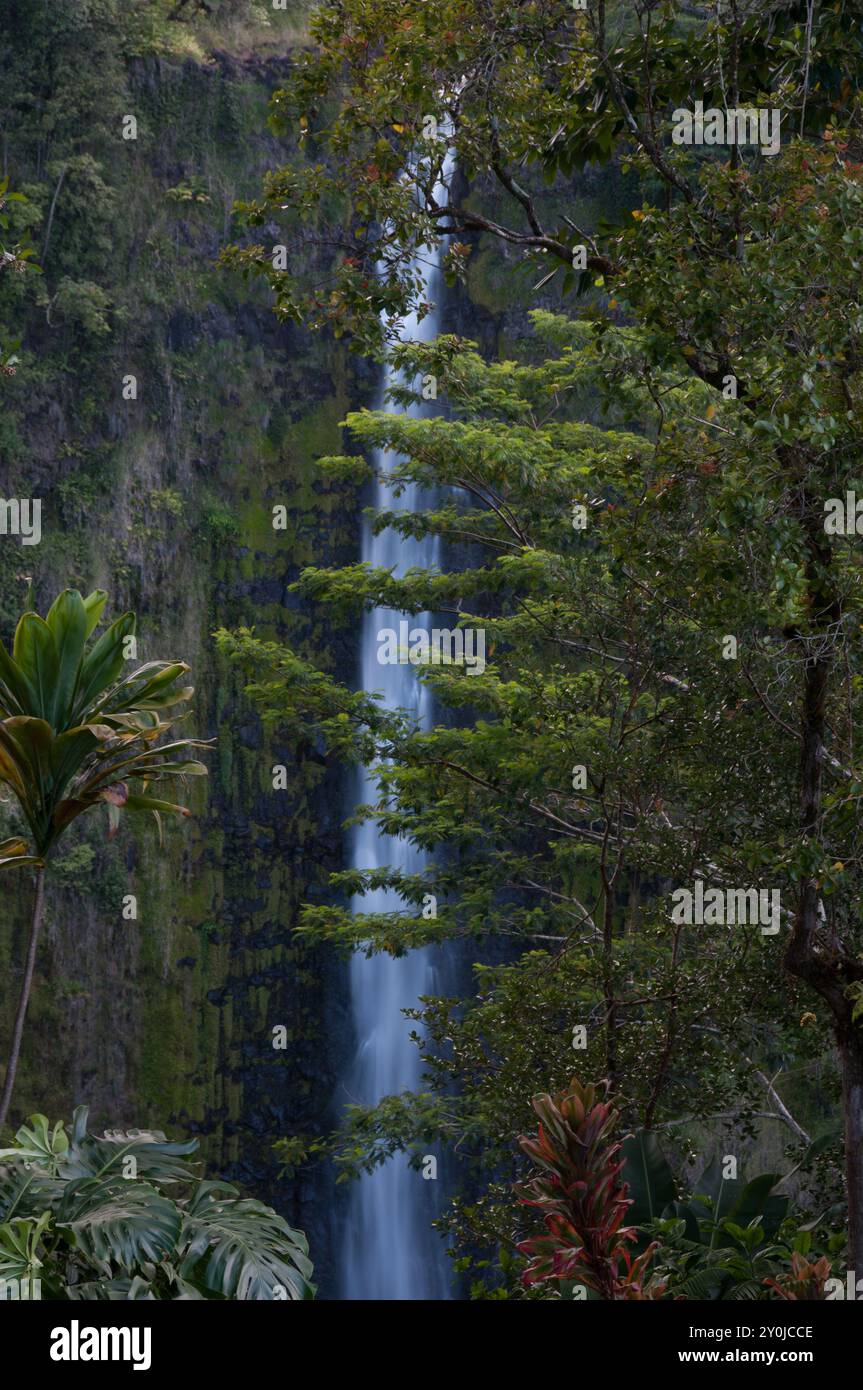 Alte cascate alle Hawaii sullo sfondo oscurato dagli alberi Foto Stock