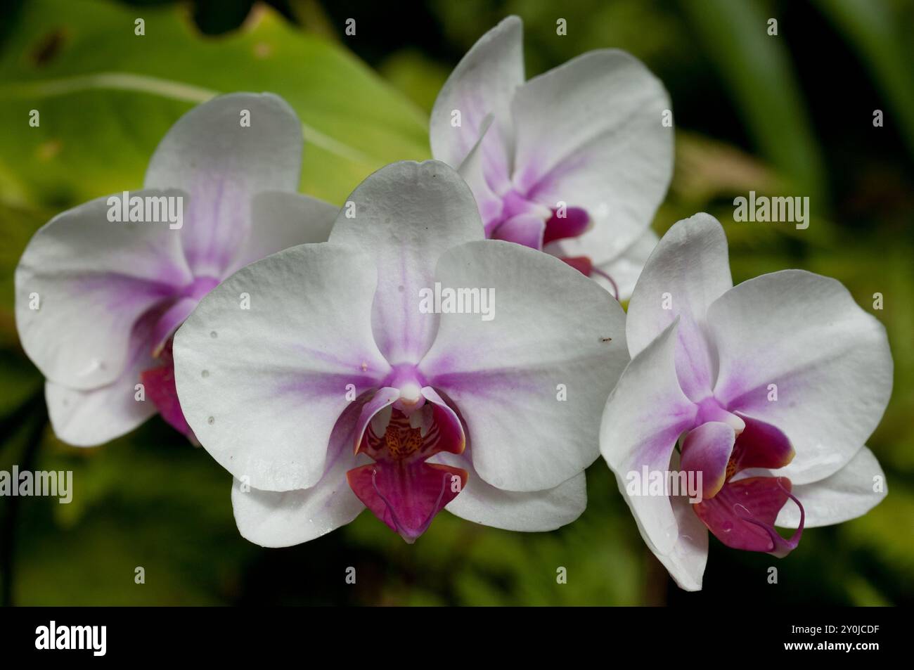 Un gruppo di Orchidee bianche e viola alle Hawaii Foto Stock