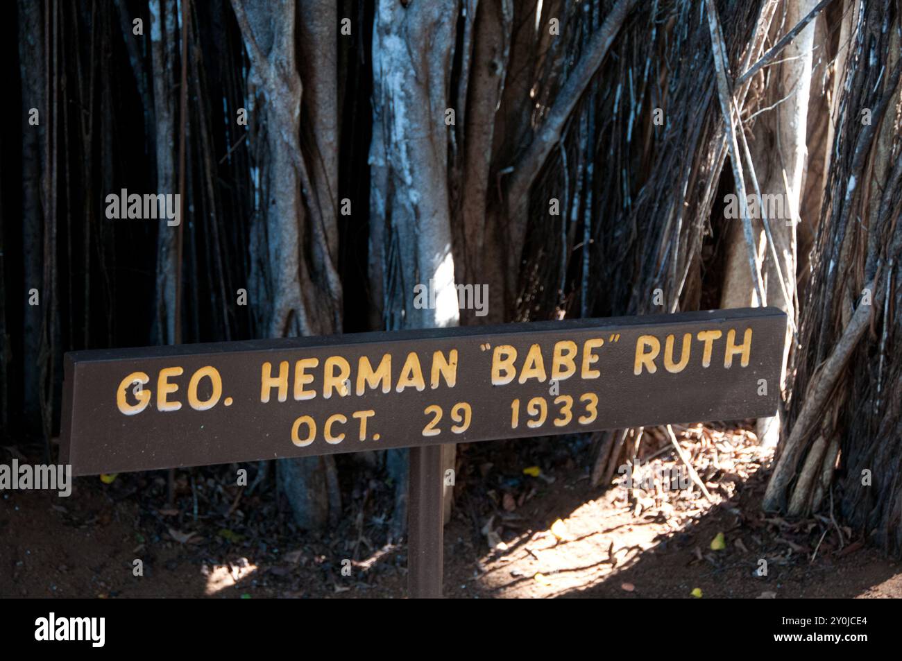 Albero piantato da Babe Ruth nel 1933 a Hilo Hawaii Foto Stock