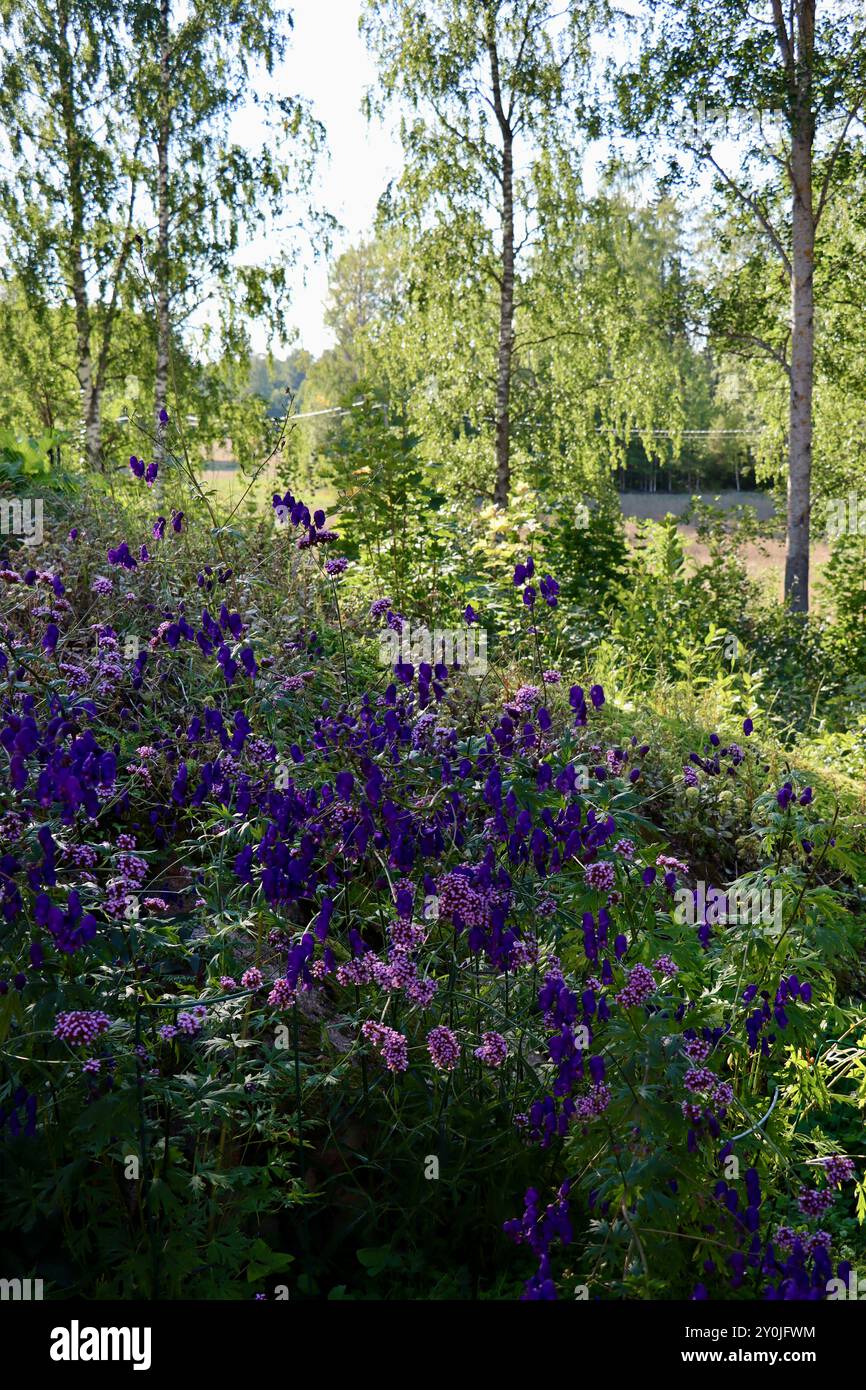 Monkshood, Aconitum variegatum, in un giardino privato con alberi di betulla sullo sfondo nel sud della Finlandia, agosto 2024 Foto Stock