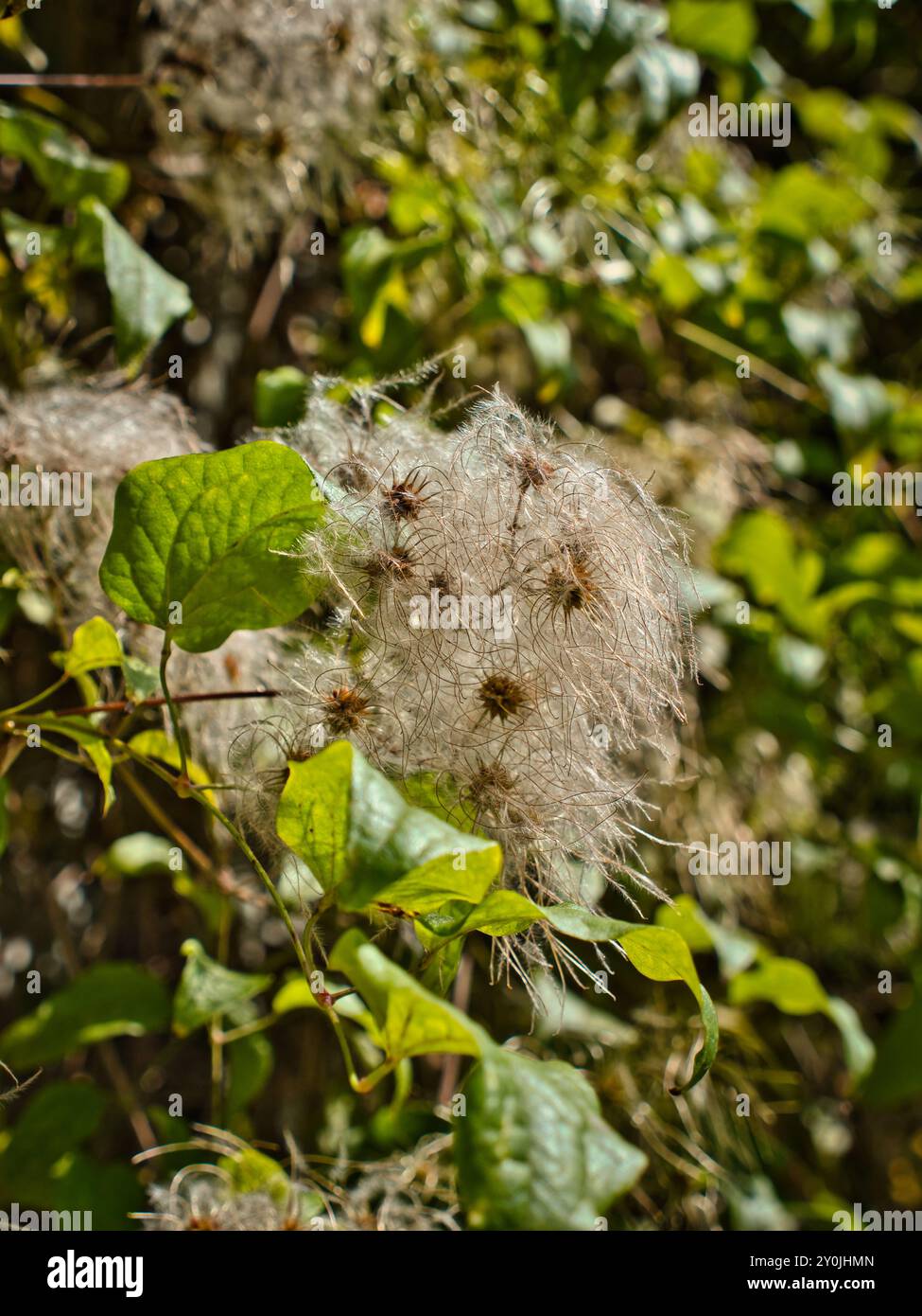 Un file di modifica Clematis comune con sfondo sfocato e le piume bianche di questa pianta al centro Foto Stock