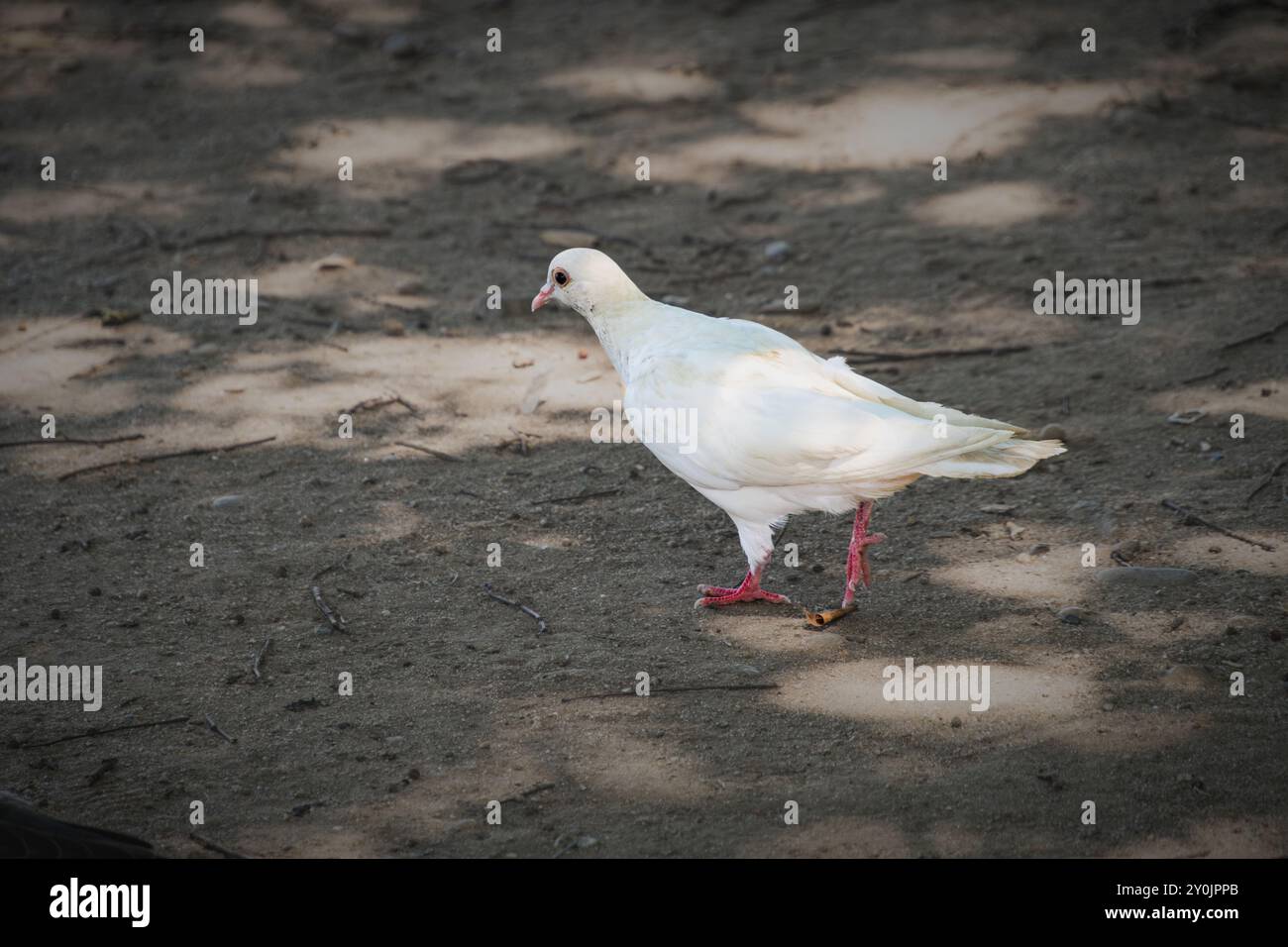 Un piccione bianco in cerca di cibo nel parco Foto Stock