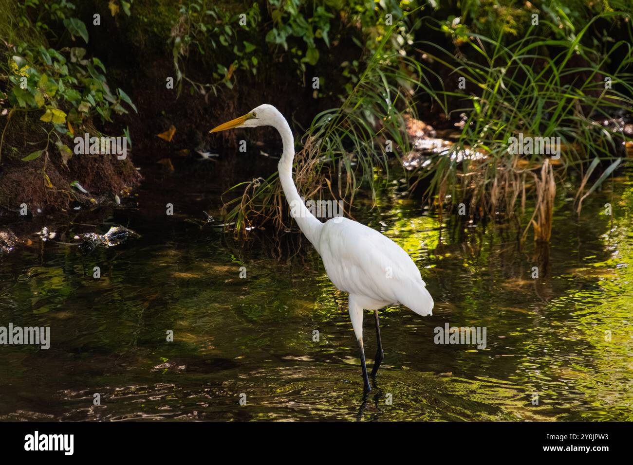 Un'egretta bianca girovaga intorno al bordo dell'acqua, in cerca di cibo. Foto Stock