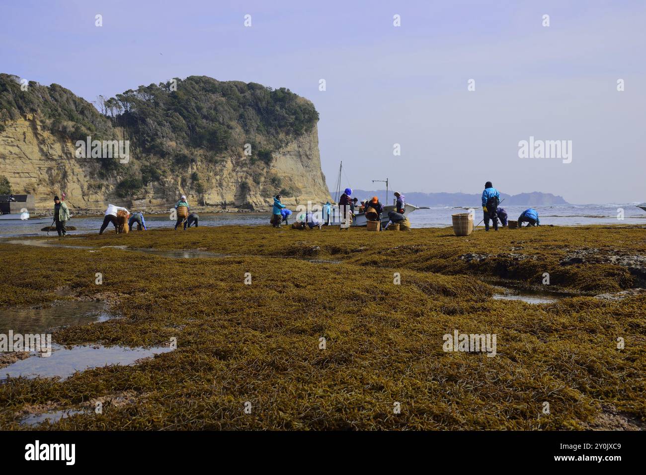 Hijiki a caccia di Boso Foto Stock