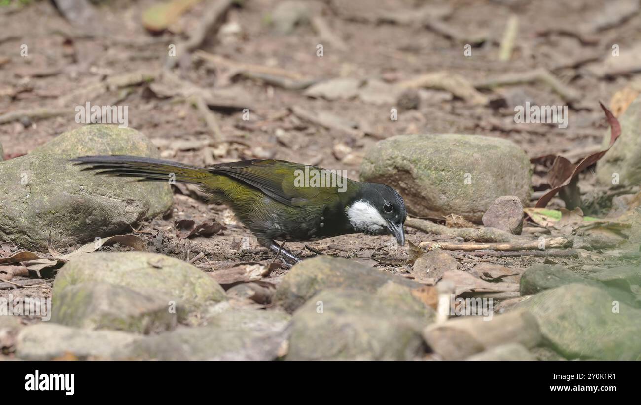 avvistamento di uccelli balenieri orientali sul fondo della foresta presso il lago eacham Foto Stock