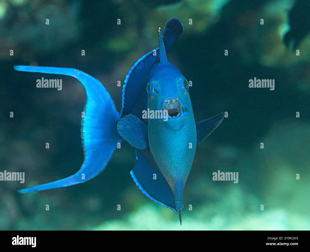 Il pesce Triggerfish con dentatura rossa nuota sui coralli di Bali Foto Stock