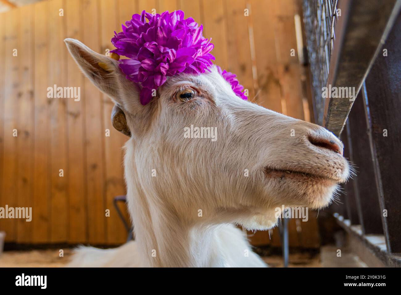 Capra bianca nel fienile. Capre domestiche nella fattoria. Carina una capra di lana d'angora. Una capra in un fienile in un'ecofattoria situata in campagna. una giovane capra Foto Stock