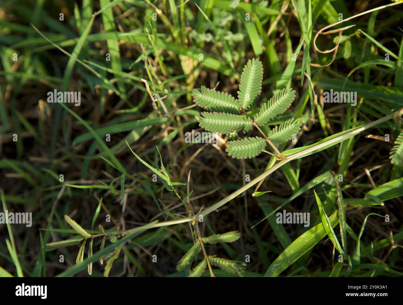 Mimosa pudica pianta primo piano. Foglia verde. Messa a fuoco selettiva. Foto Stock