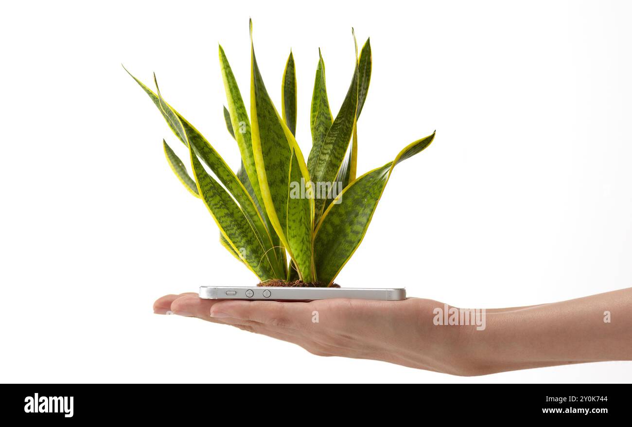 Mano di donna che ha una pianta che cresce da smartphone Foto Stock