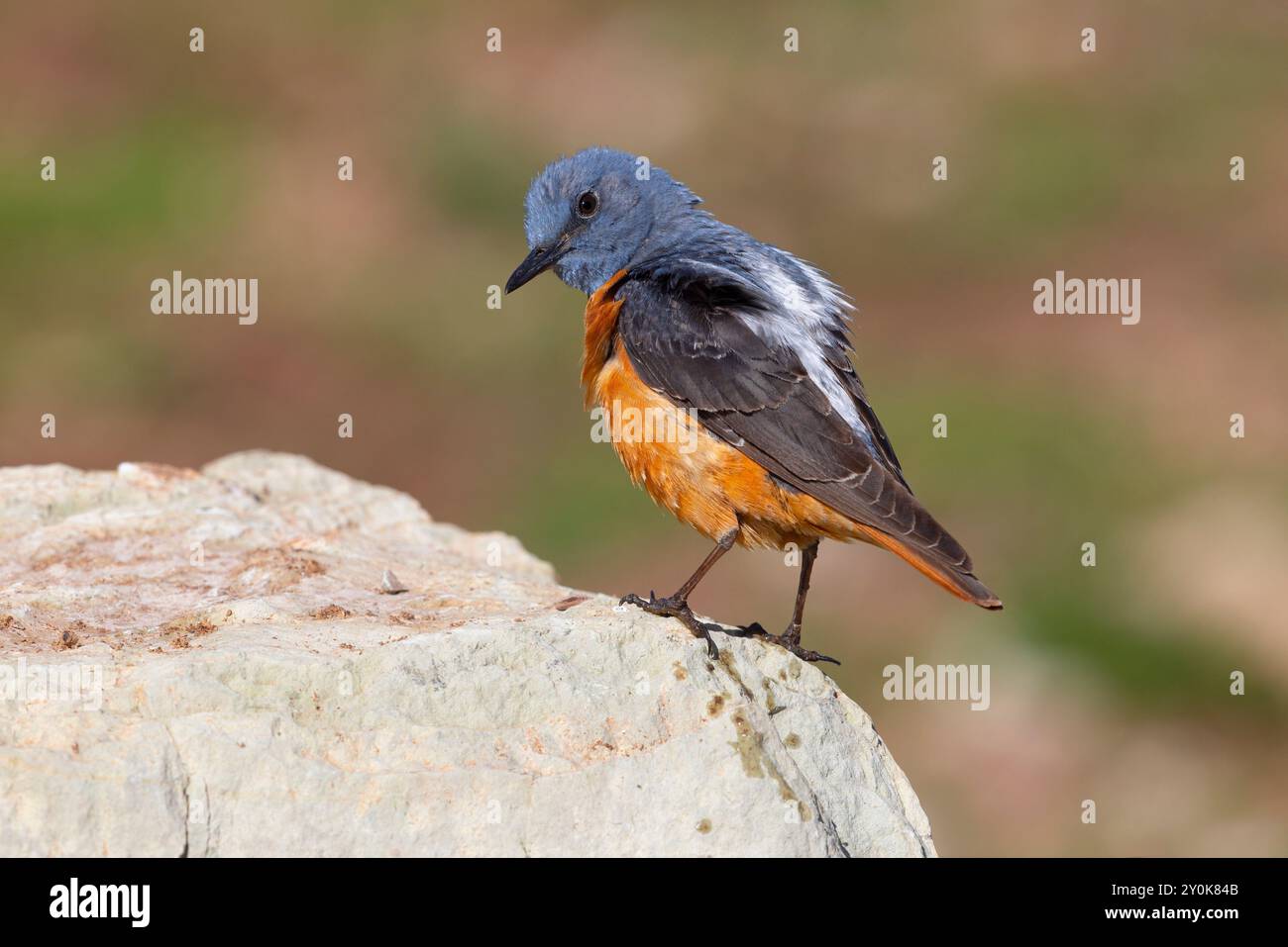 Rufous-tailed Rock-Thrush, Gran Sasso National Park, Italia, giugno 2021 Foto Stock