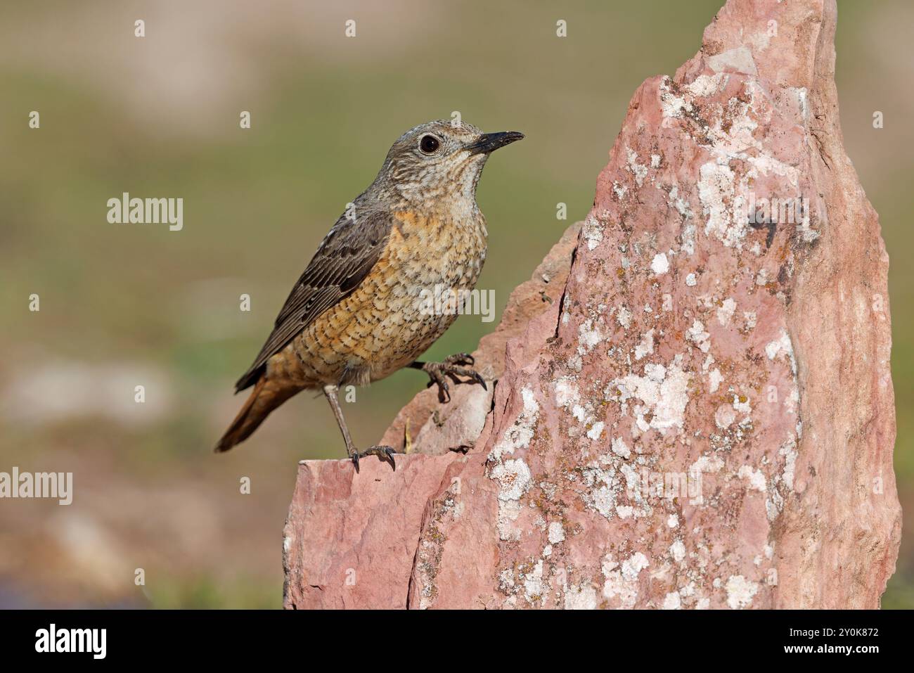 Rufous-tailed Rock-thrush, Parco Nazionale del Gran Sasso, Italia, luglio 2021 Foto Stock