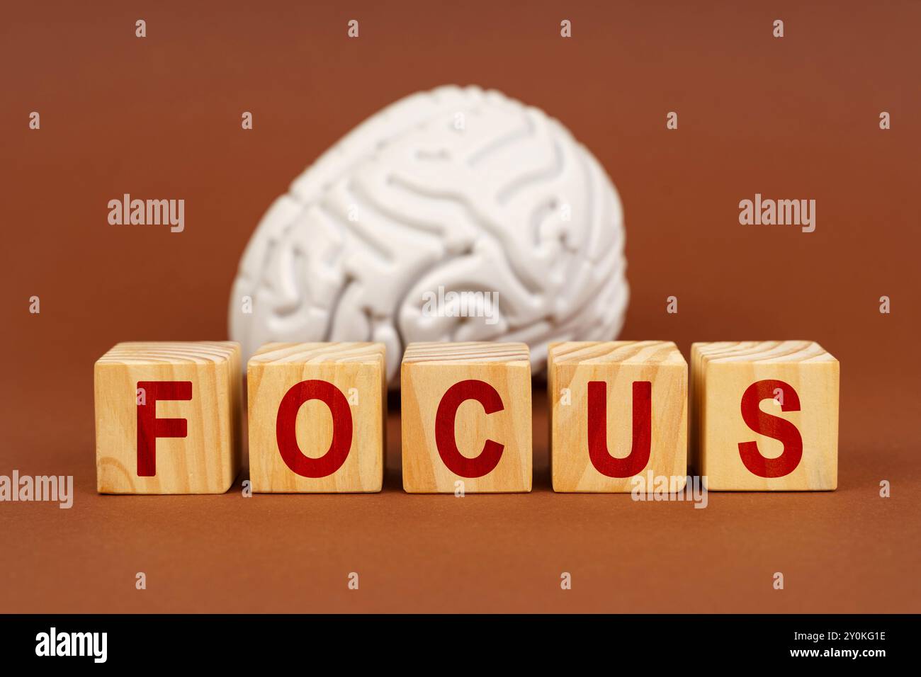 I blocchi di legno mostrano la parola focus in rosso vivace, ambientato contro un modello cerebrale realistico, che simboleggia la salute cognitiva e la concentrazione. Foto Stock