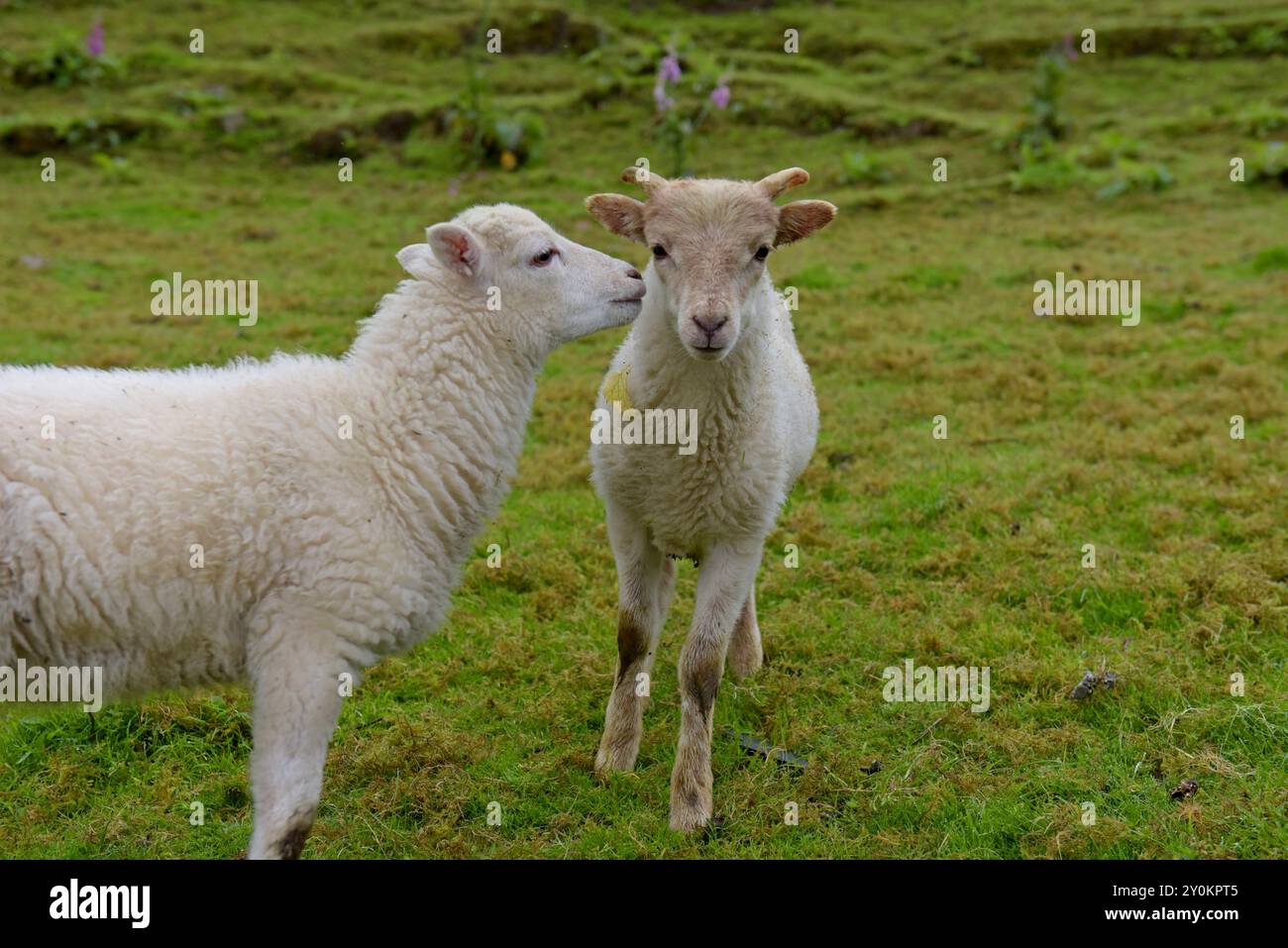 Agnelli carini alla fattoria Craig Highland, Scozia, luglio 2024 Foto Stock
