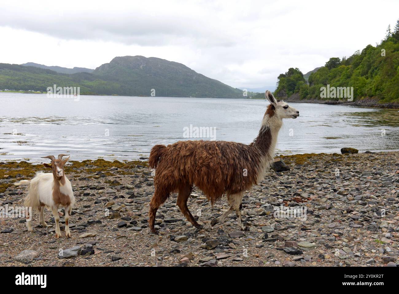 Una capra e un lama sulla spiaggia di Loch Carron, Craig Highland Farm, Plockton, Scozia, luglio 2024 Foto Stock