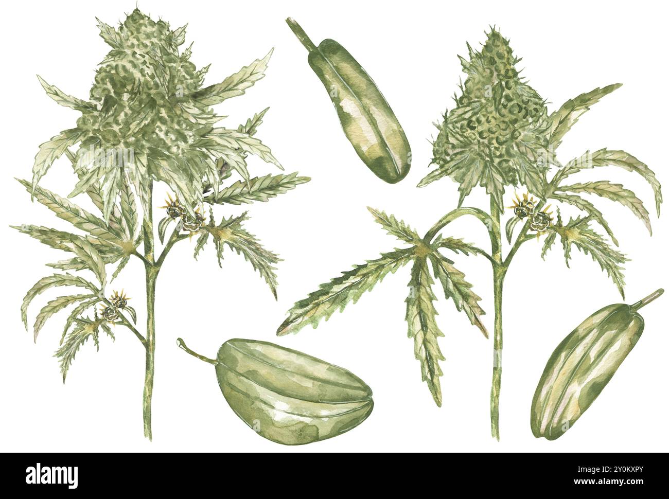 Raccolta di semi di canapa acquerelli e rami, illustrazione foglie di canapa. Grafica disegnata a mano di piante medicinali, piante di marijuana con foglie Foto Stock