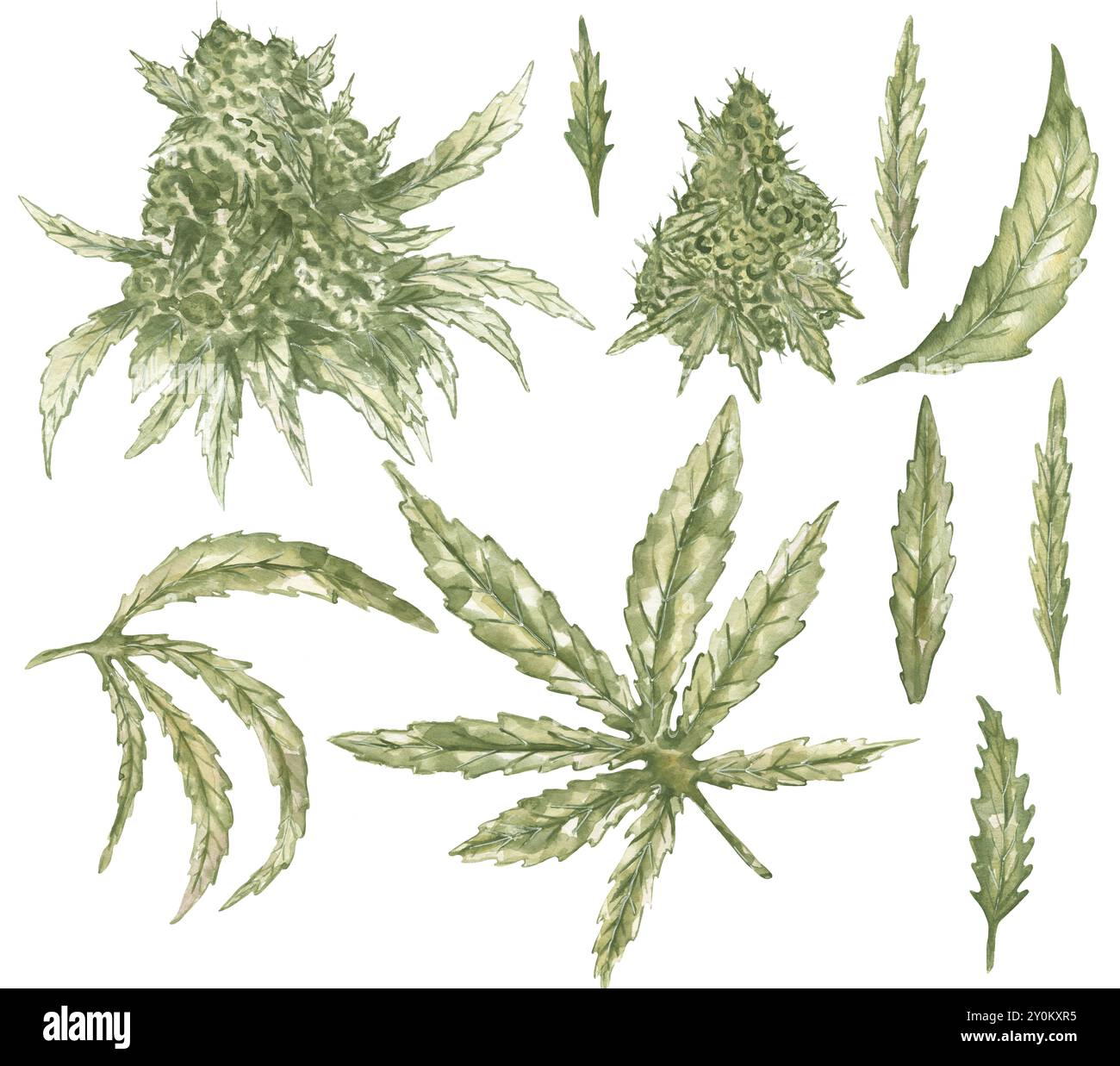 Raccolta di semi di canapa acquerelli e rami, illustrazione foglie di canapa. Grafica disegnata a mano di piante medicinali, piante di marijuana con foglie Foto Stock